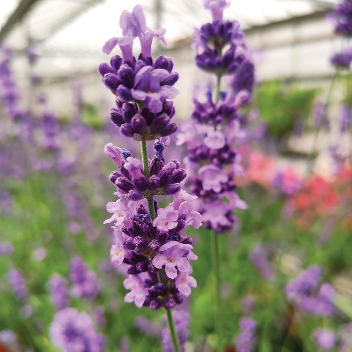 Lavender, Lovely Sky Blue