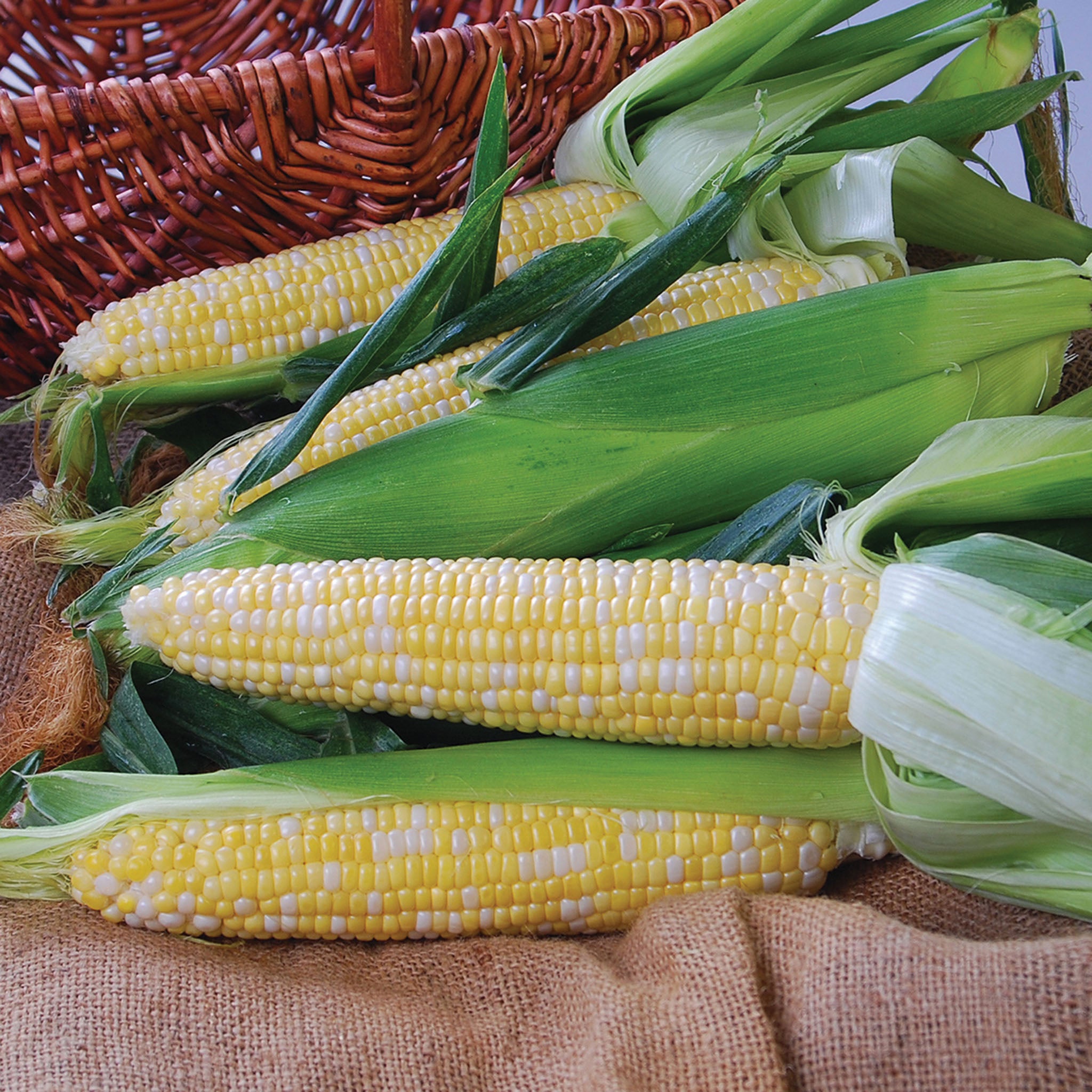 Sweet Corn, Nectar Bicolor Hybrid, Treated