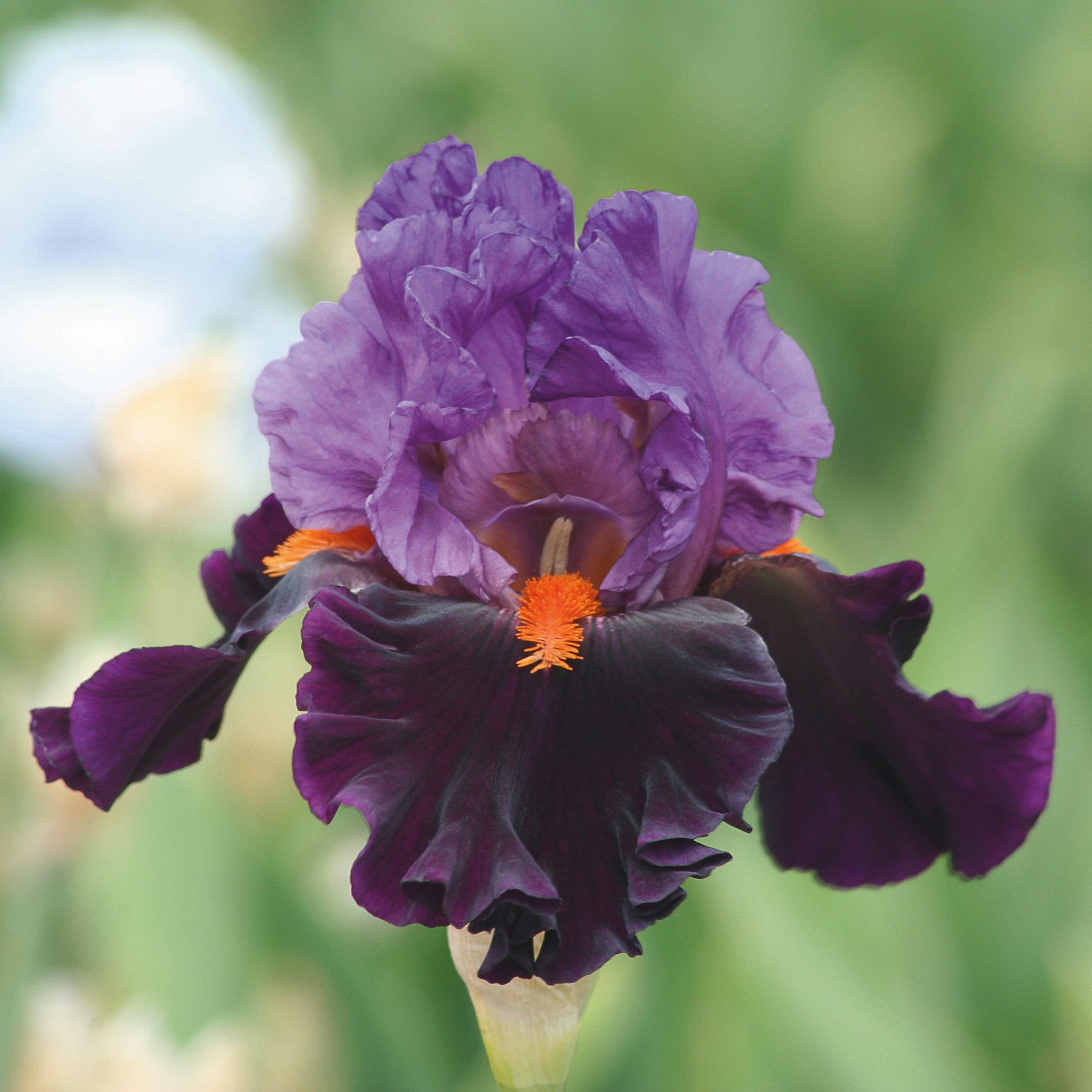 Iris, Bearded, Sharp Dressed Man