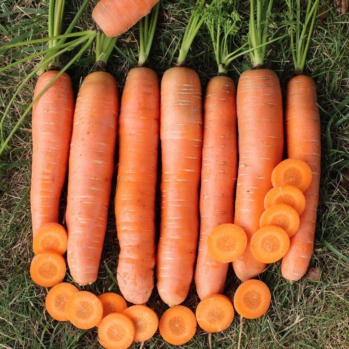 Carrot, Caravel Hybrid