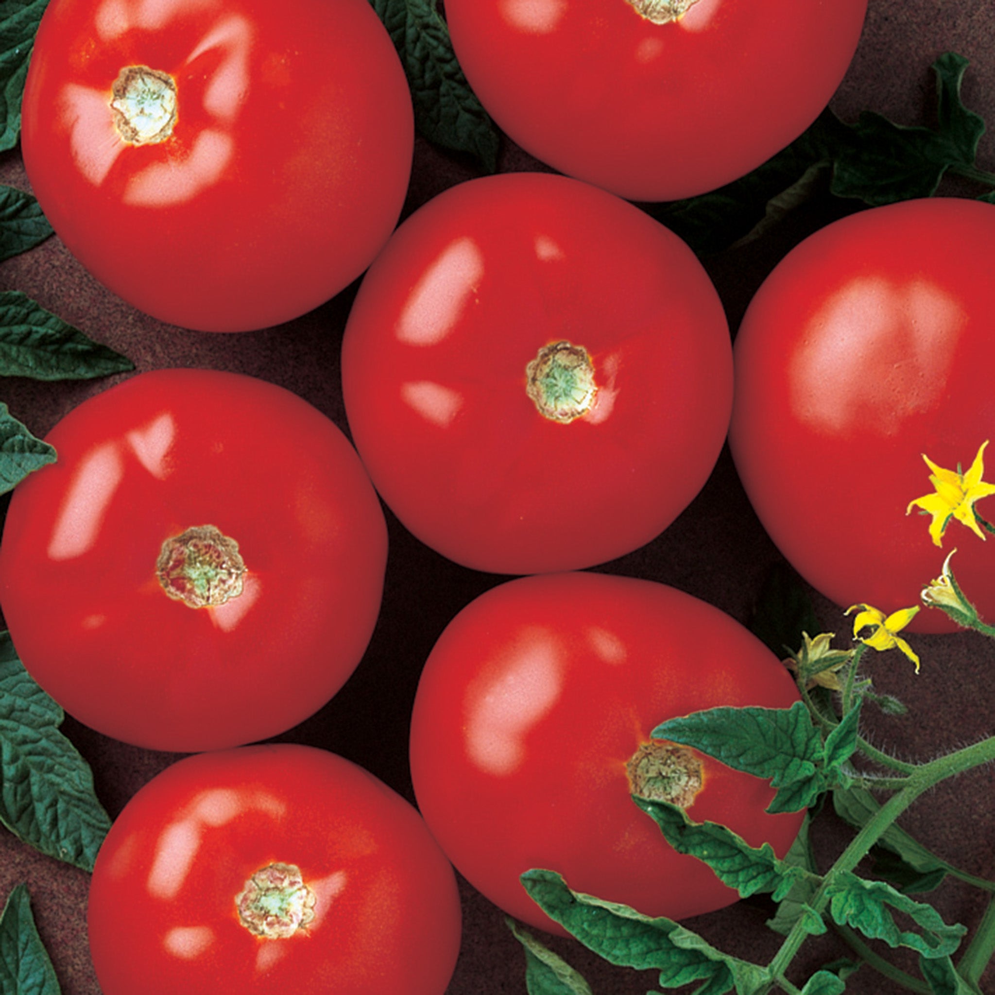 Tomato, Mountain Fresh Plus Hybrid