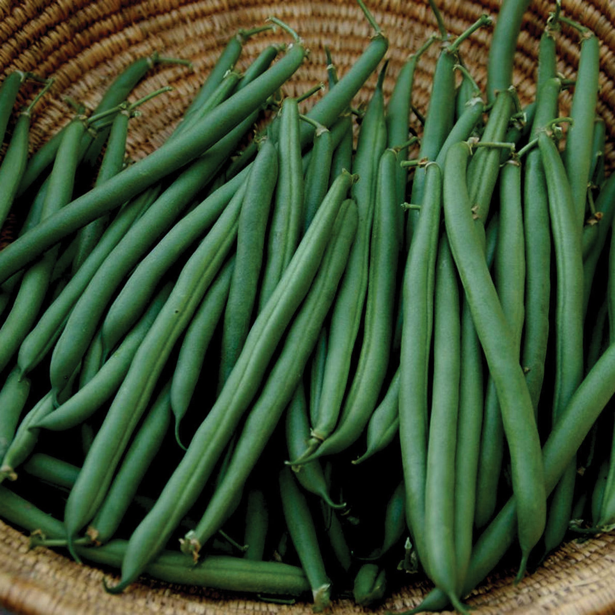 Bean, Bush, Annihilator