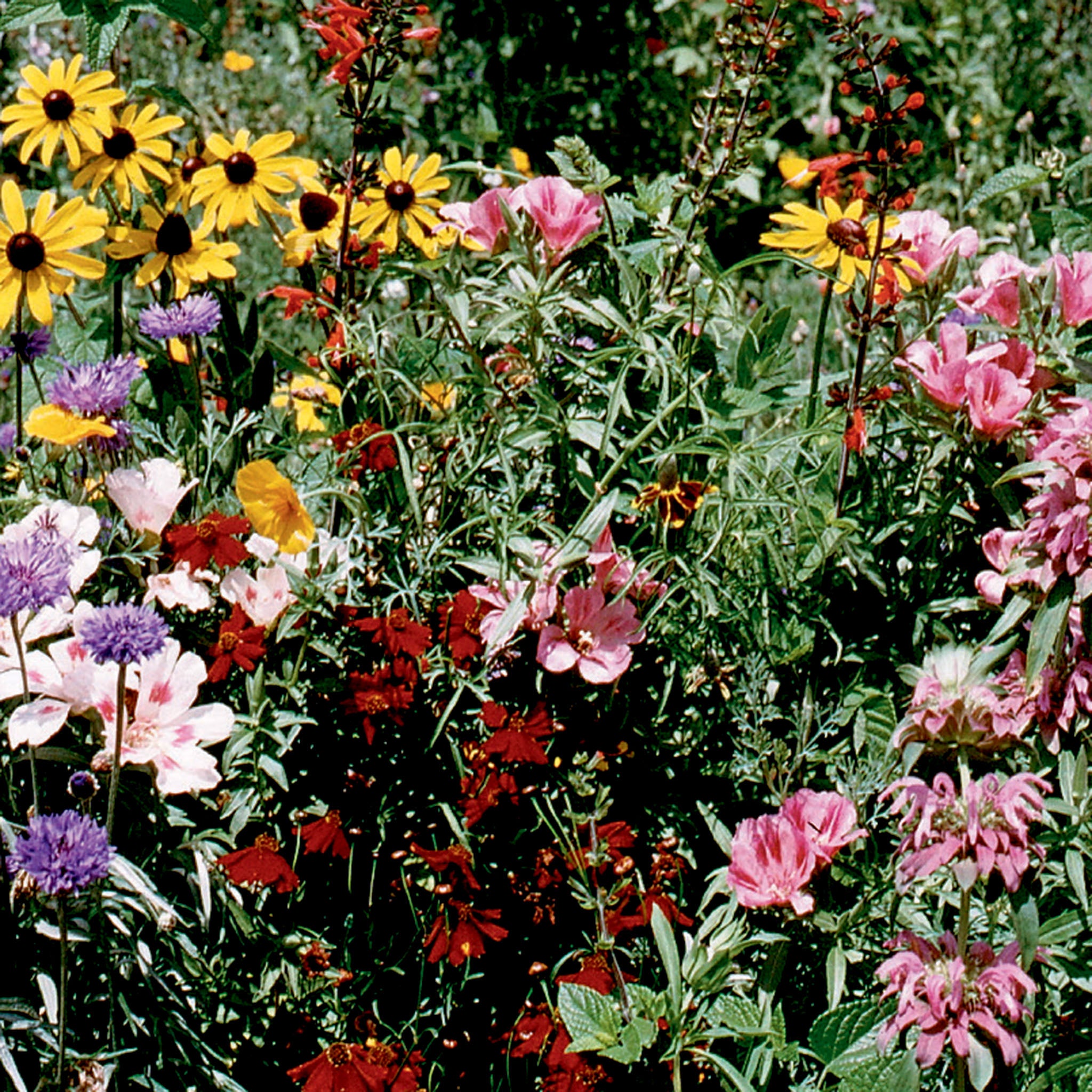 Wildflower, Bird & Butterfly Mix