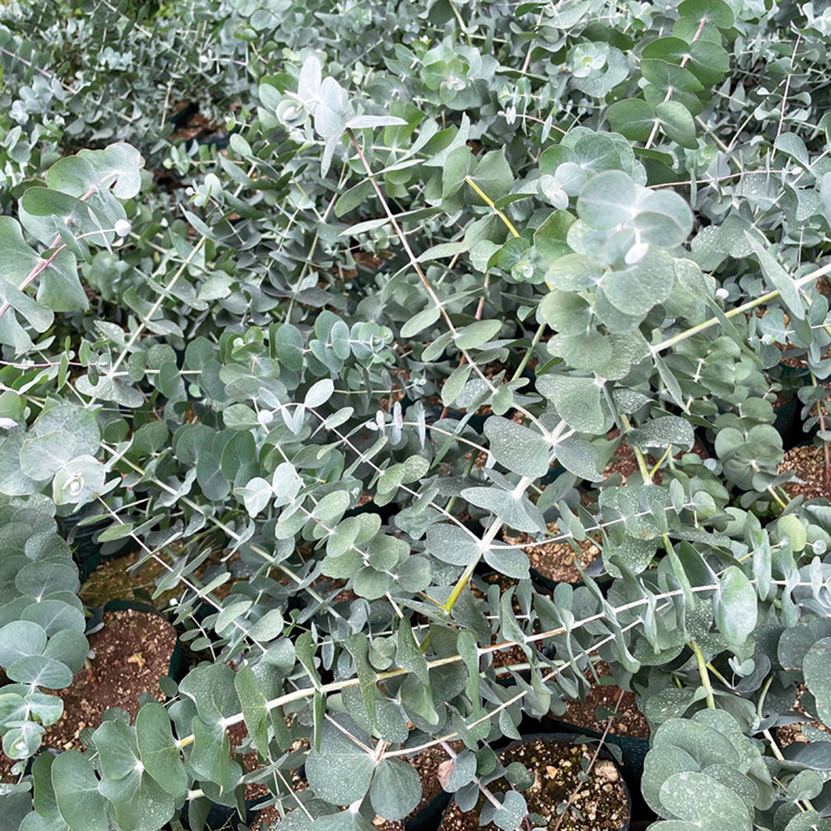 Eucalyptus, Silver Dollar