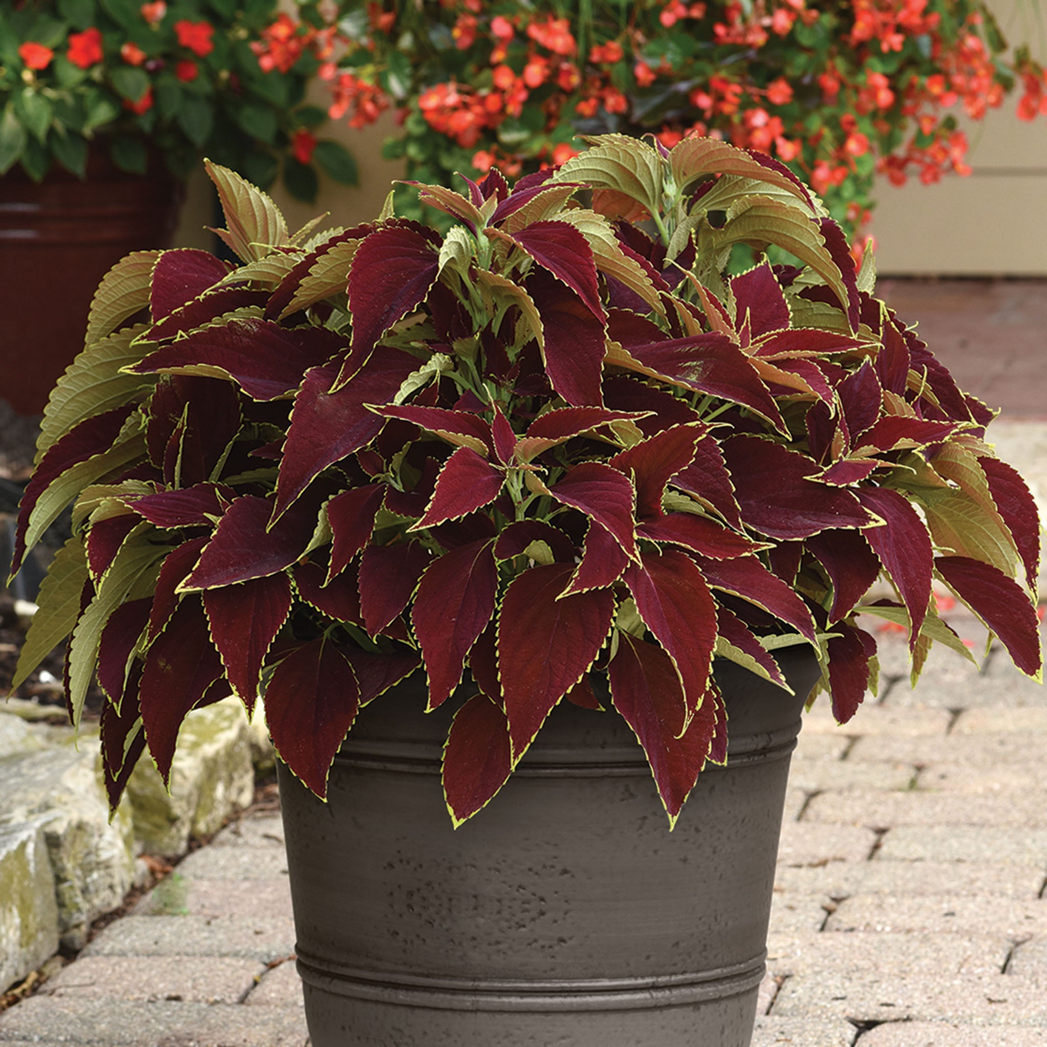 Coleus, Premium Sun Ruby Heart
