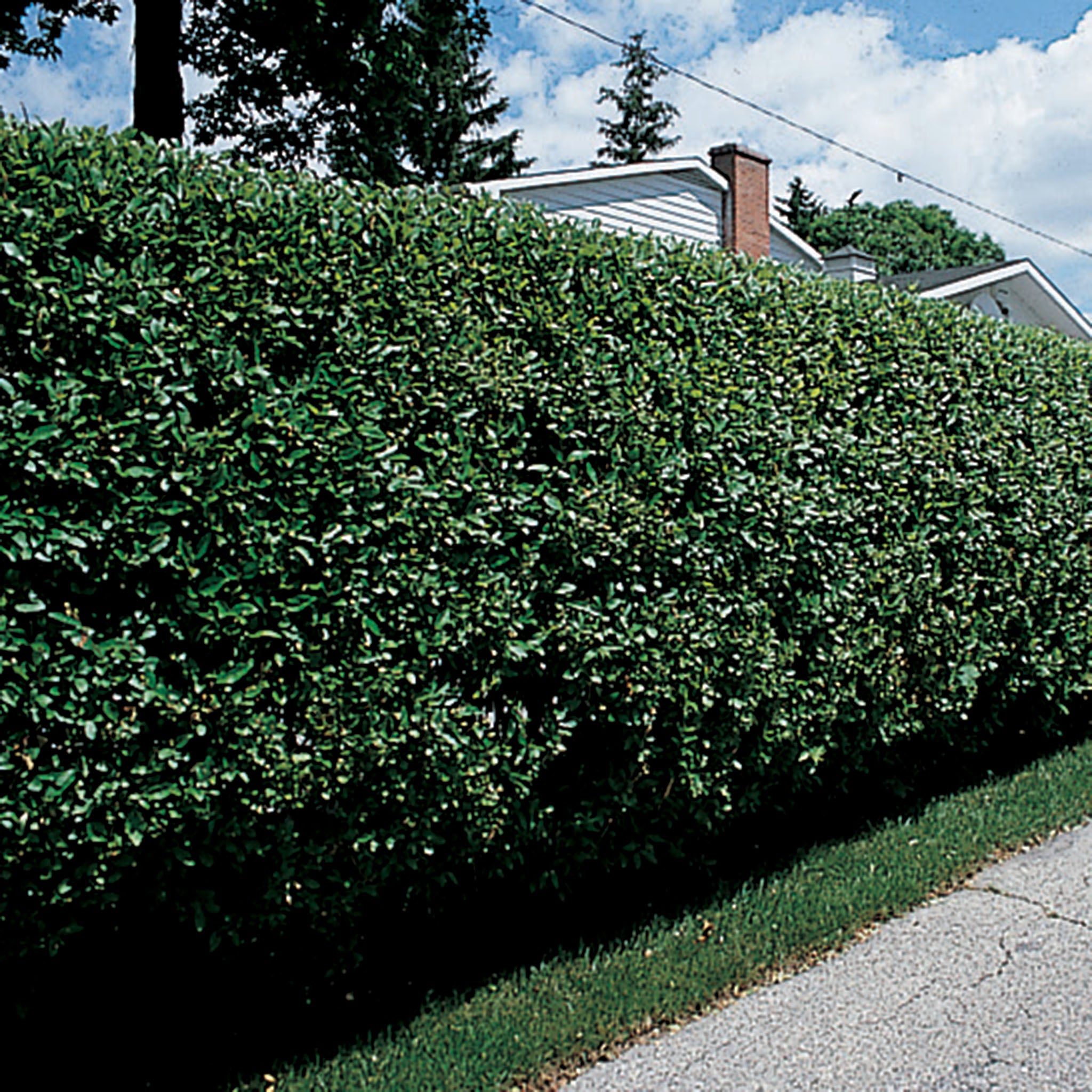 Privet, Hardy, Cheyenne, 3 Plants