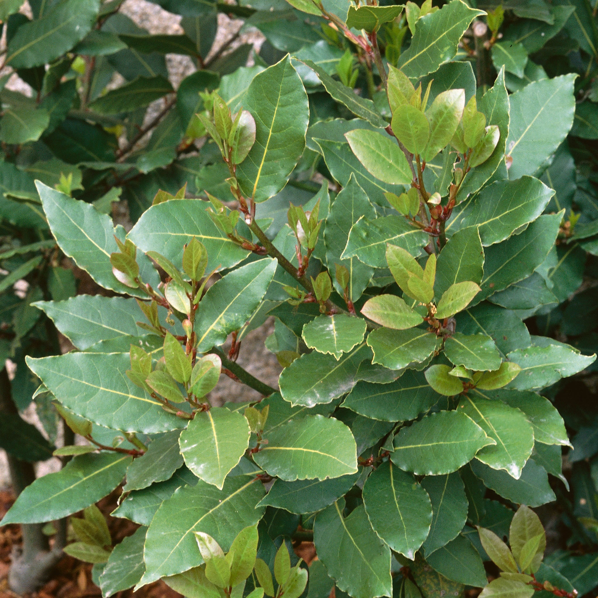 Herb, Bay Laurel