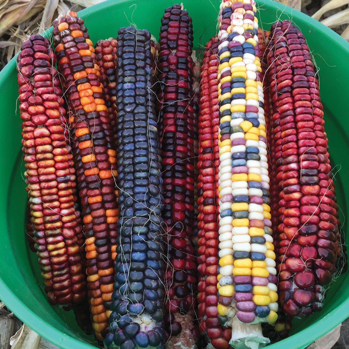 Corn, Ornamental, Painted Mountain Organic