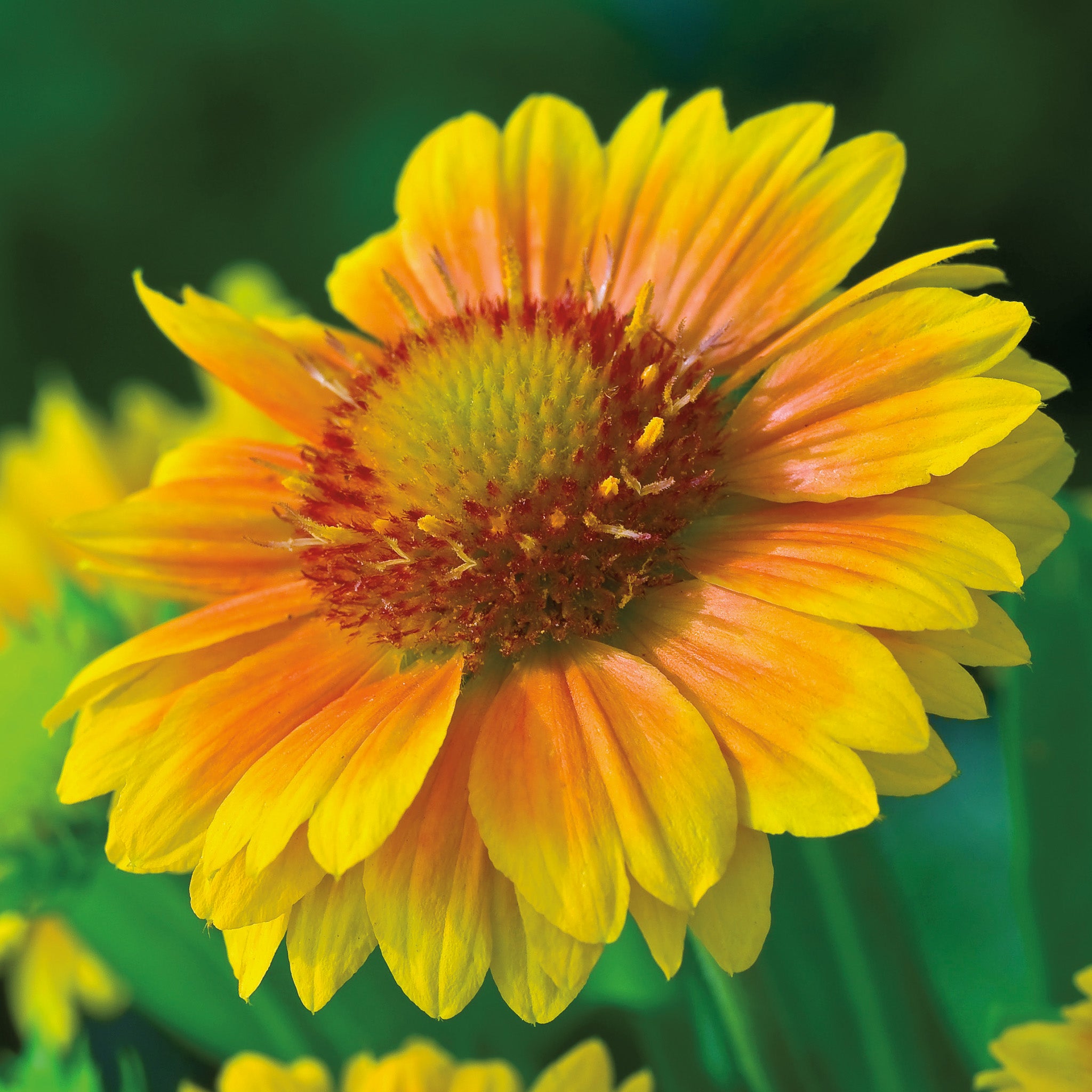 Gaillardia, Arizona Apricot