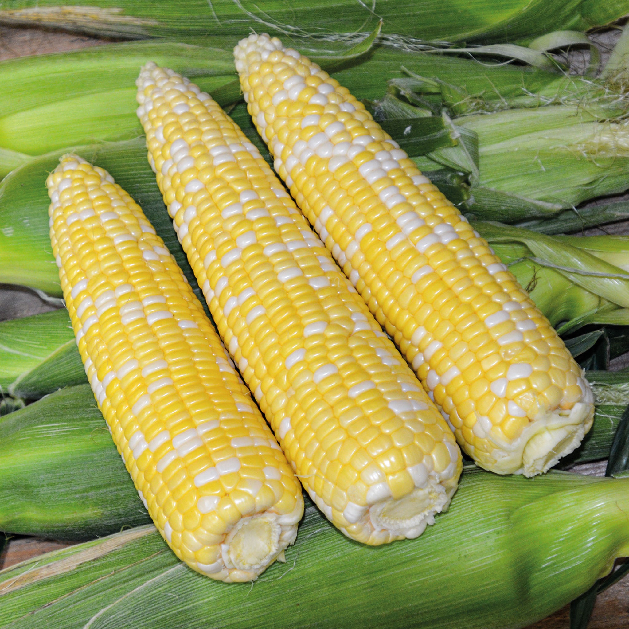 Sweet Corn, Ambrosia Bicolor Hybrid, Untreated