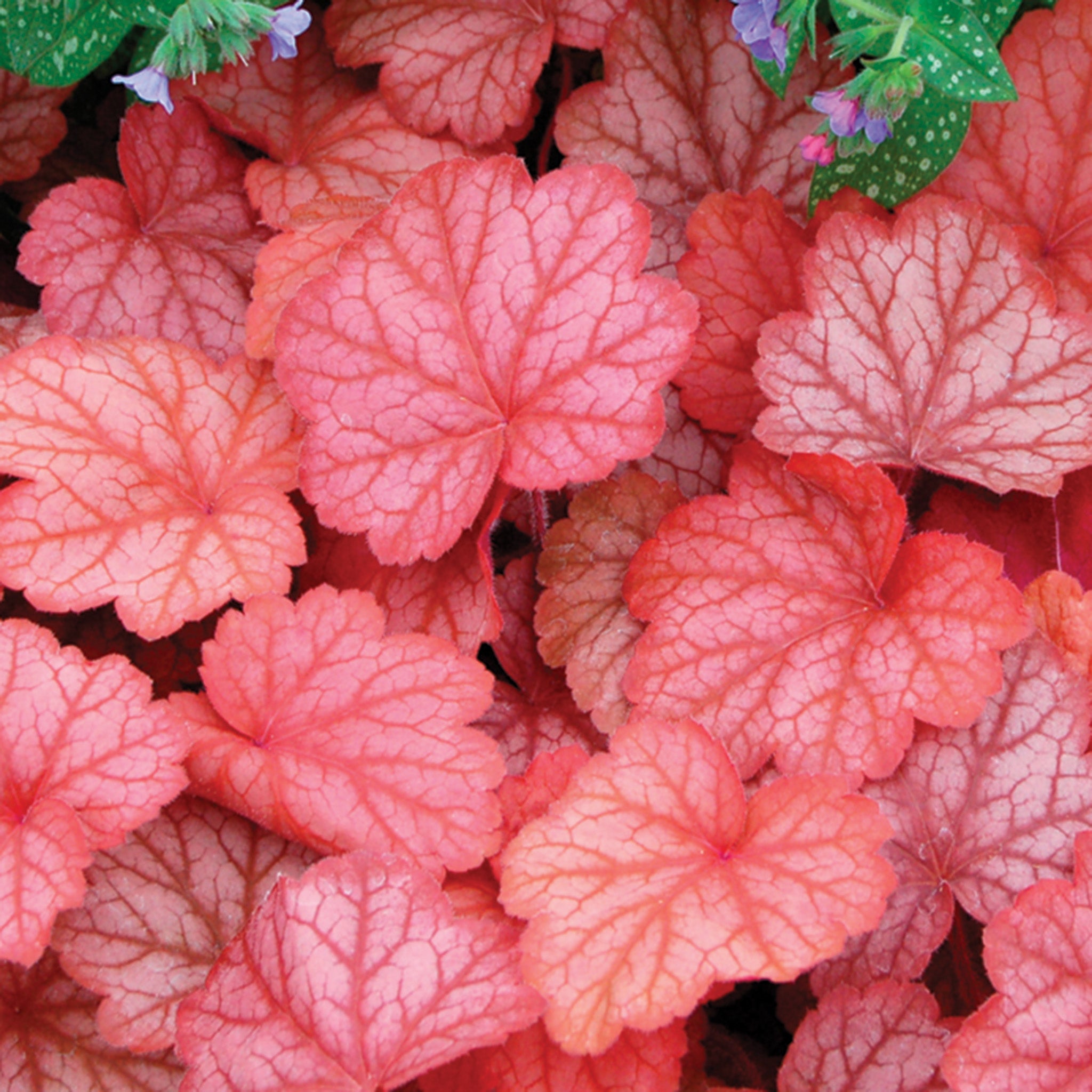 Heuchera, Georgia Peach