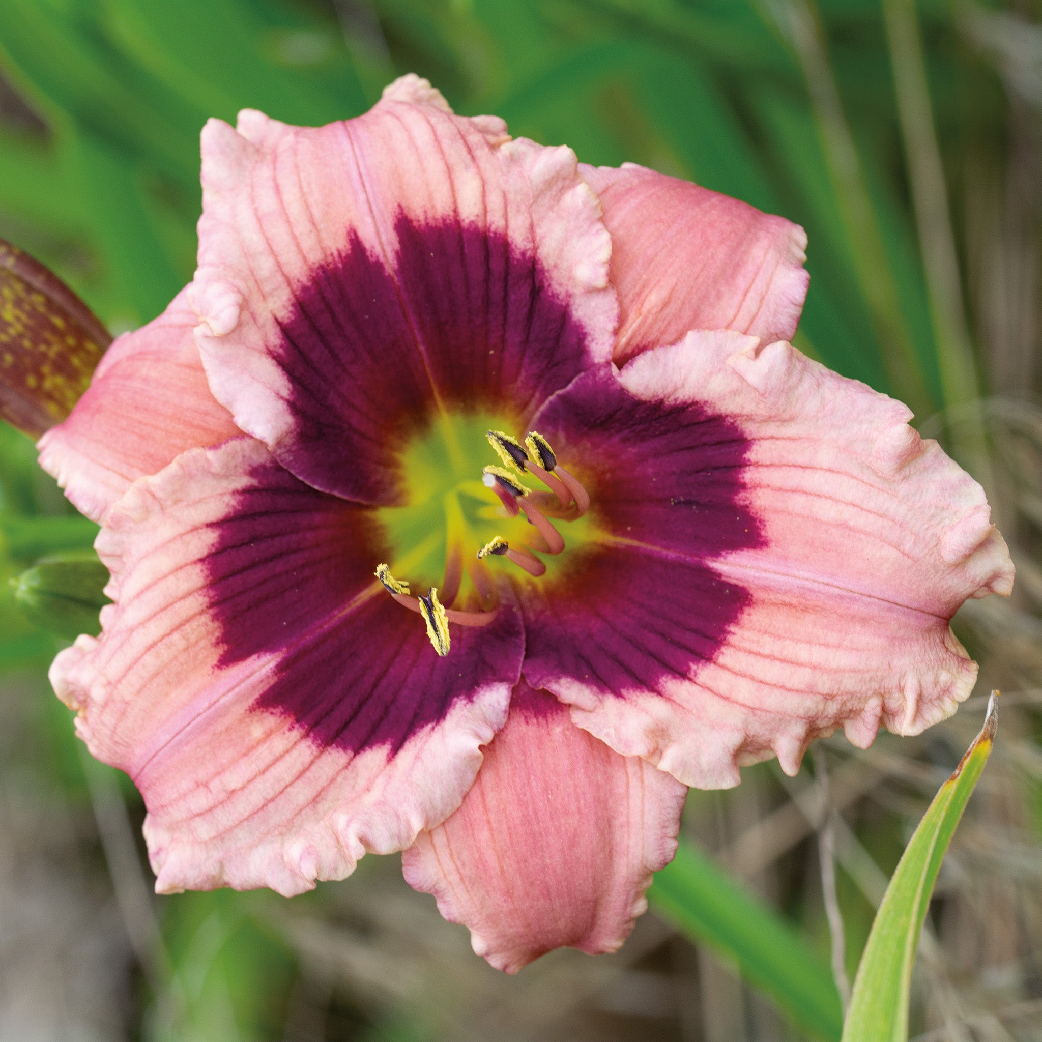 Daylily, Mardi Gras Parade