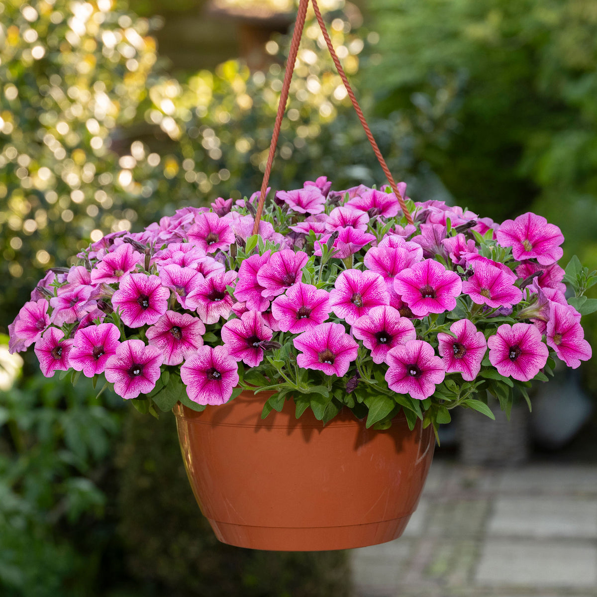 Petunia, Shock Wave® Rose Vein Hybrid