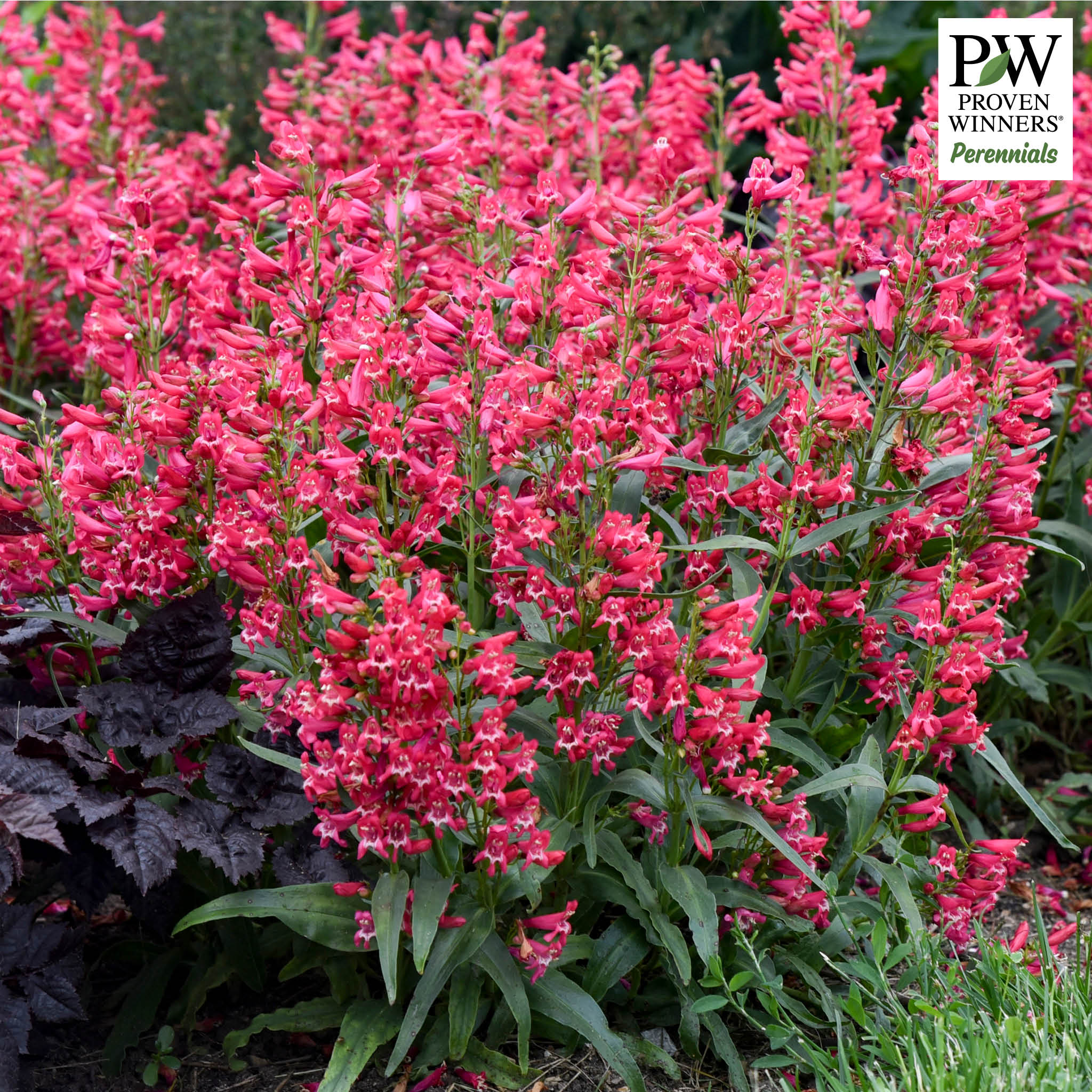 Penstemon, Bejeweled™ Rose Rhinestones