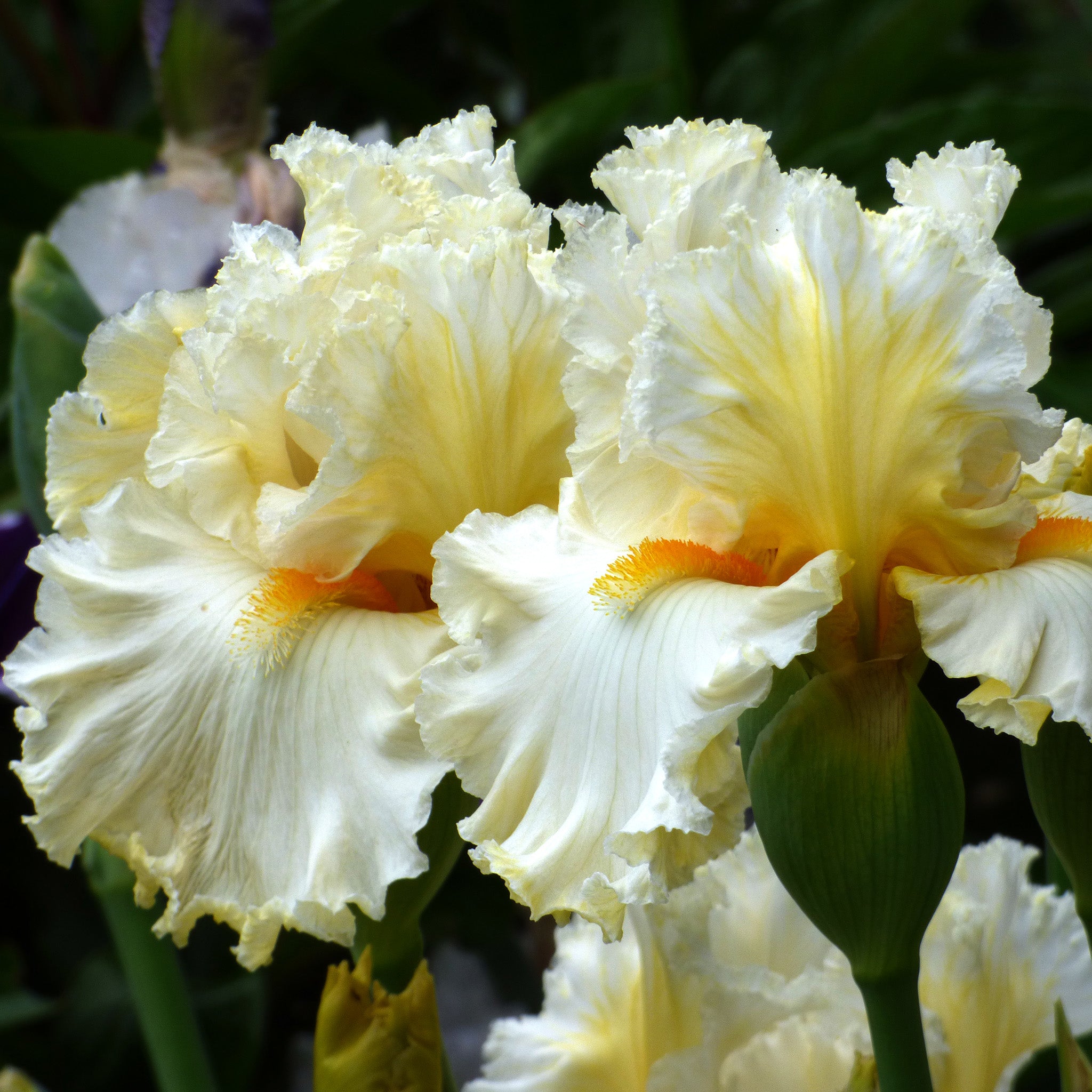 Iris, Bearded, Cloud Dweller
