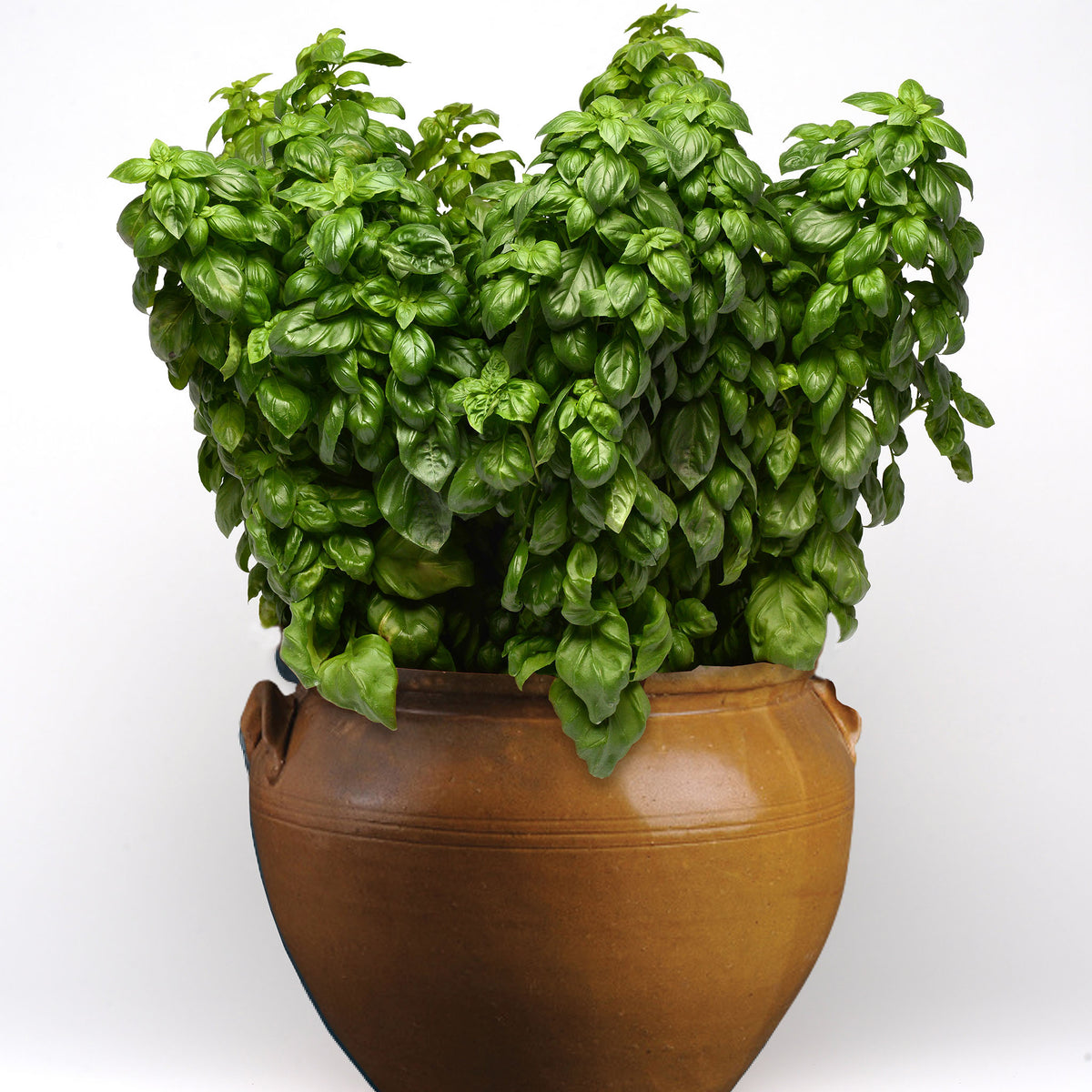 Basil, Everleaf Genovese