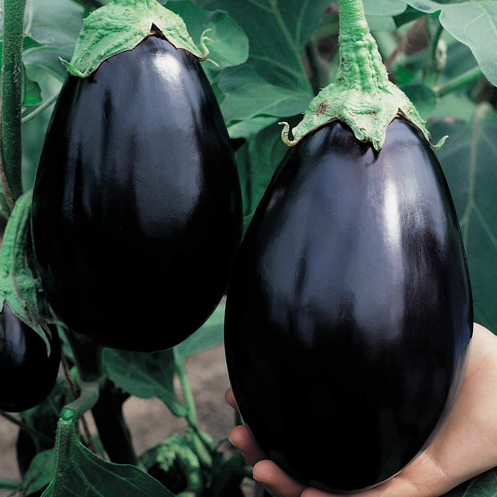 Eggplant, Black Beauty