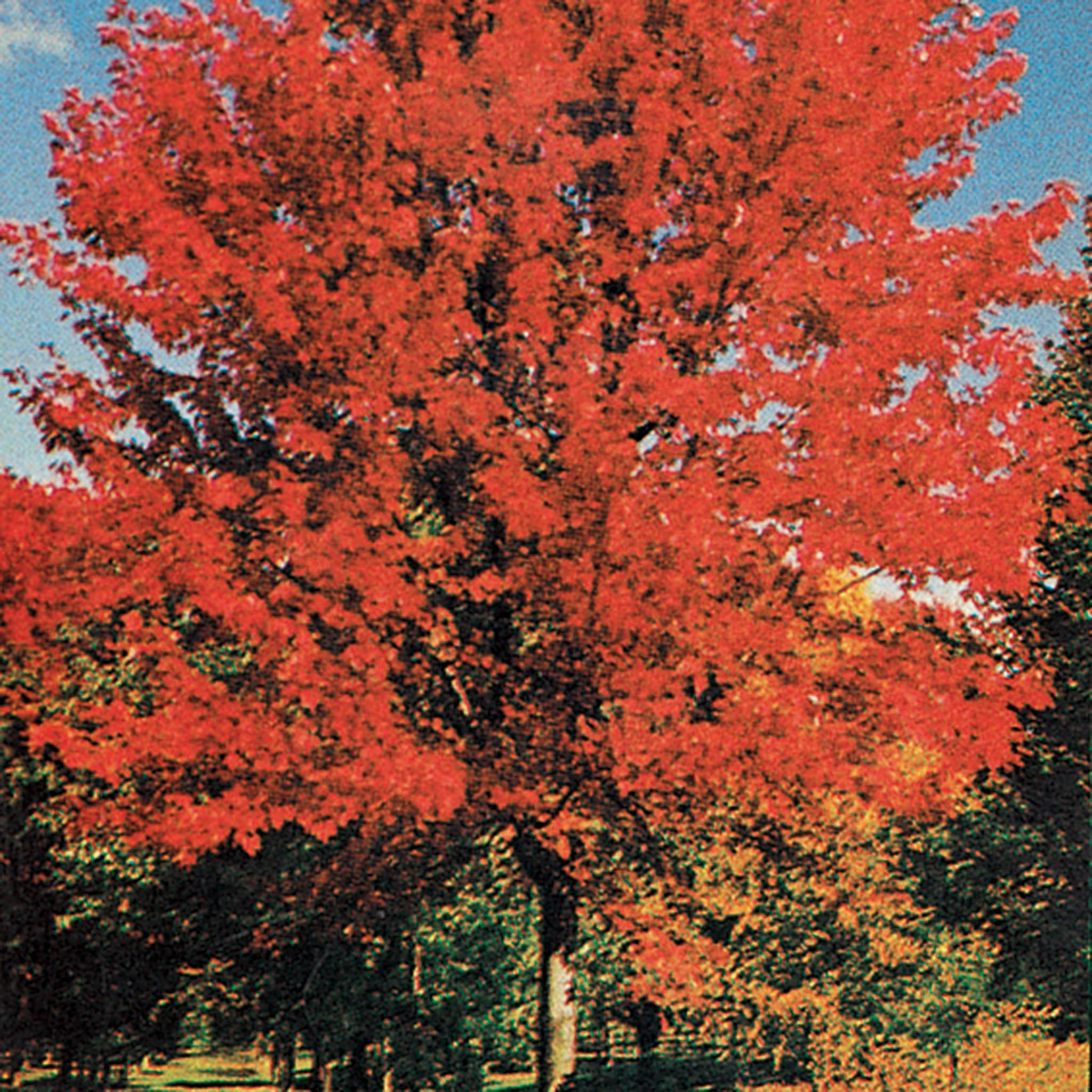 Maple, Autumn Blaze