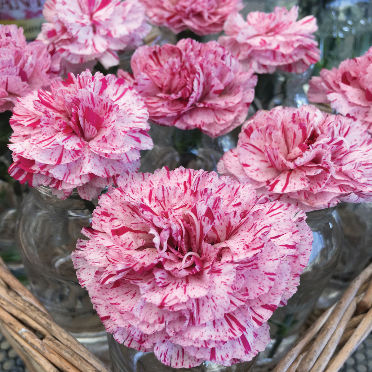 Dianthus, Devon Cottage™ Pinball Wizard