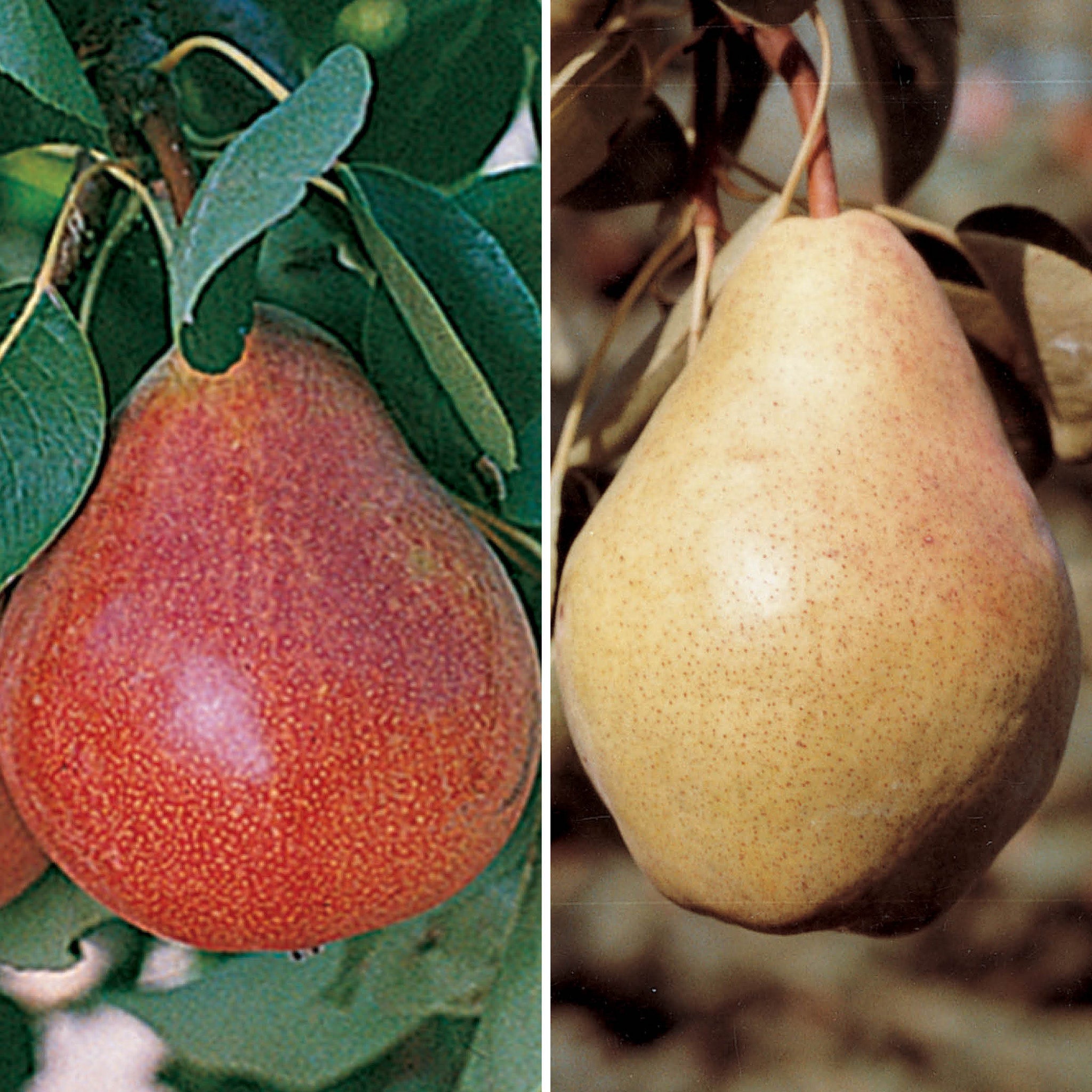 Dwarf Pear Trees for the North Offer #1