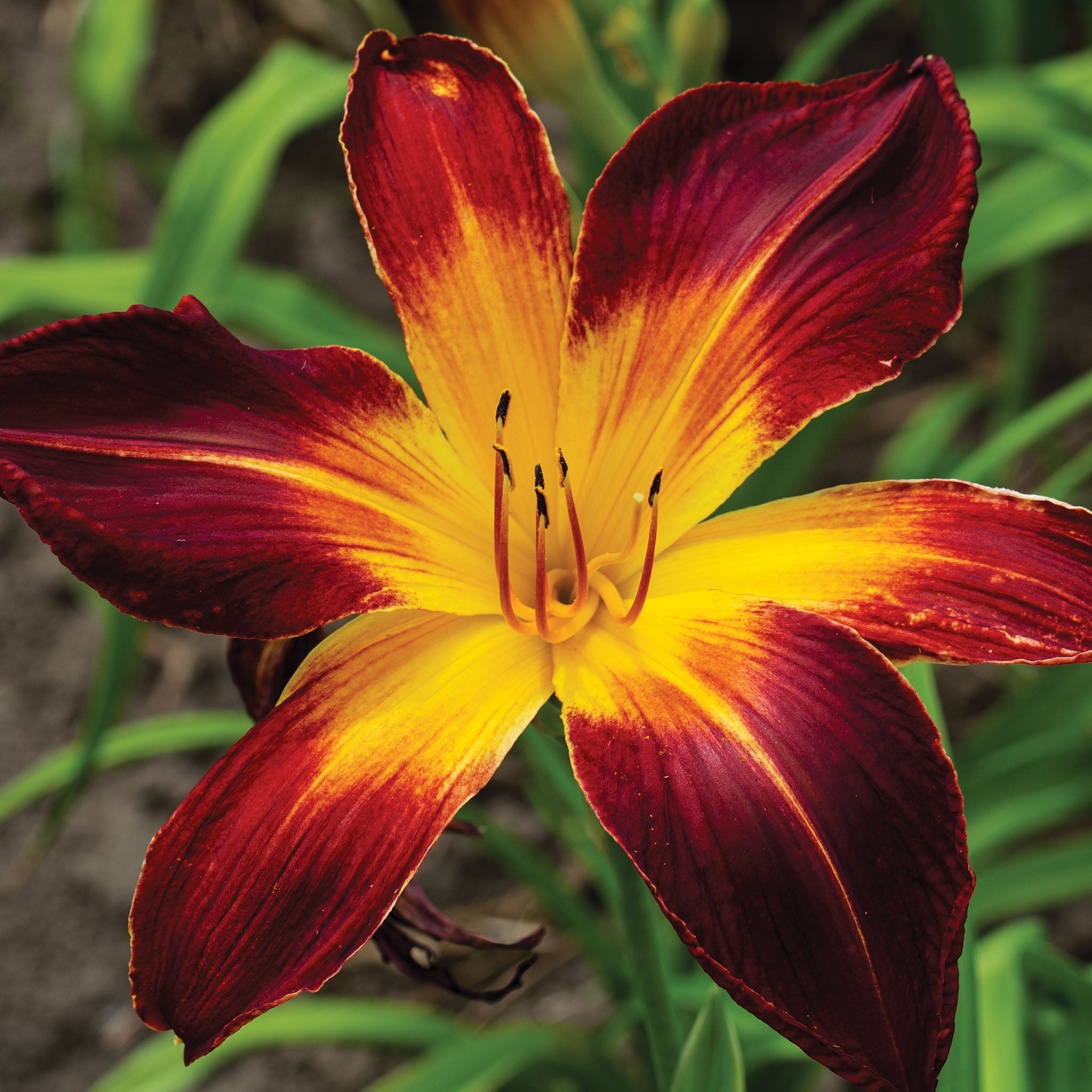 Daylily, Ruby Spider