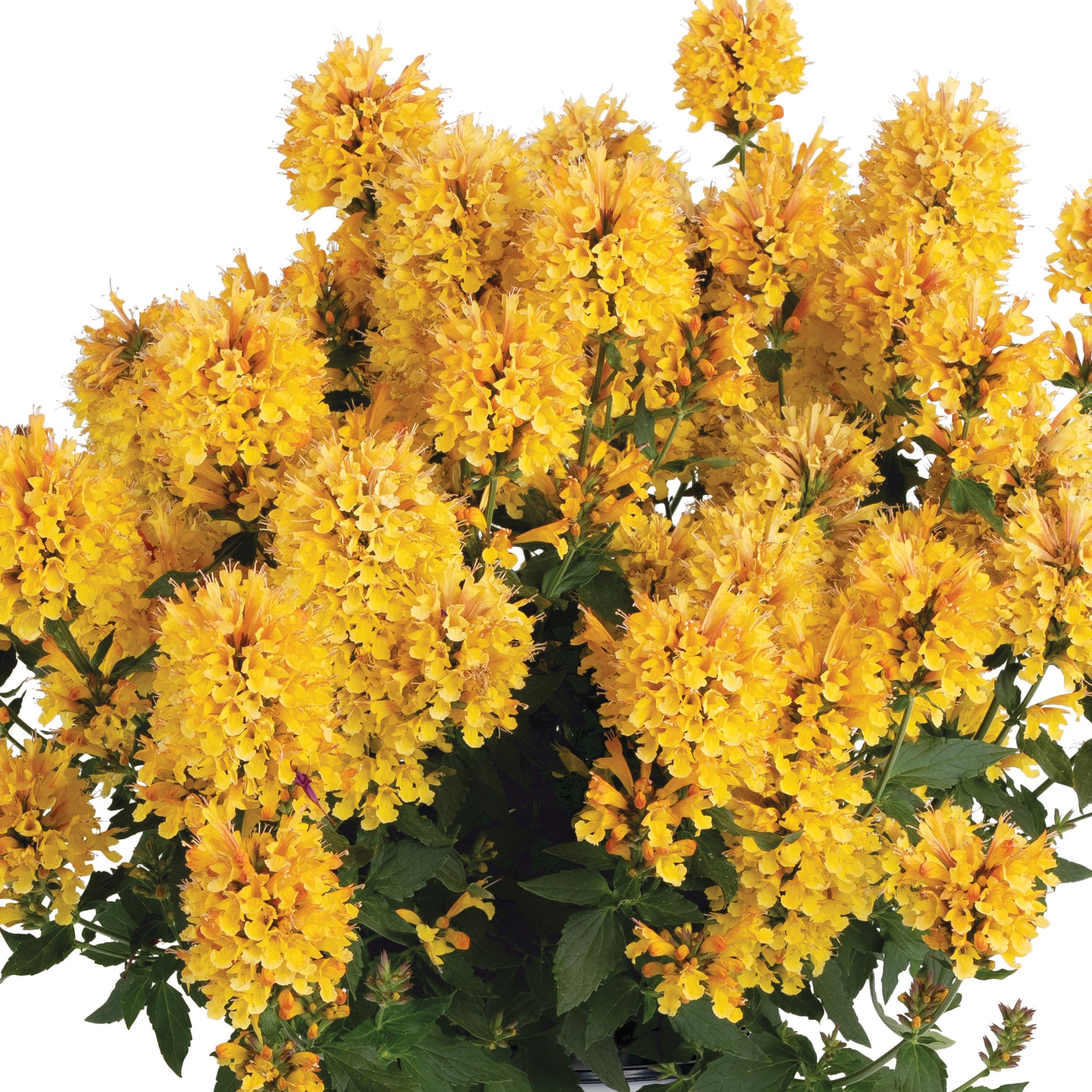 Agastache, Honeysticks Gold
