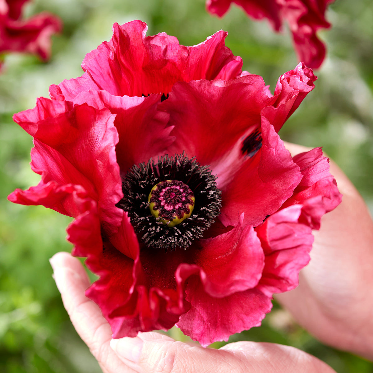 Poppy, Oriental, Red Rumble