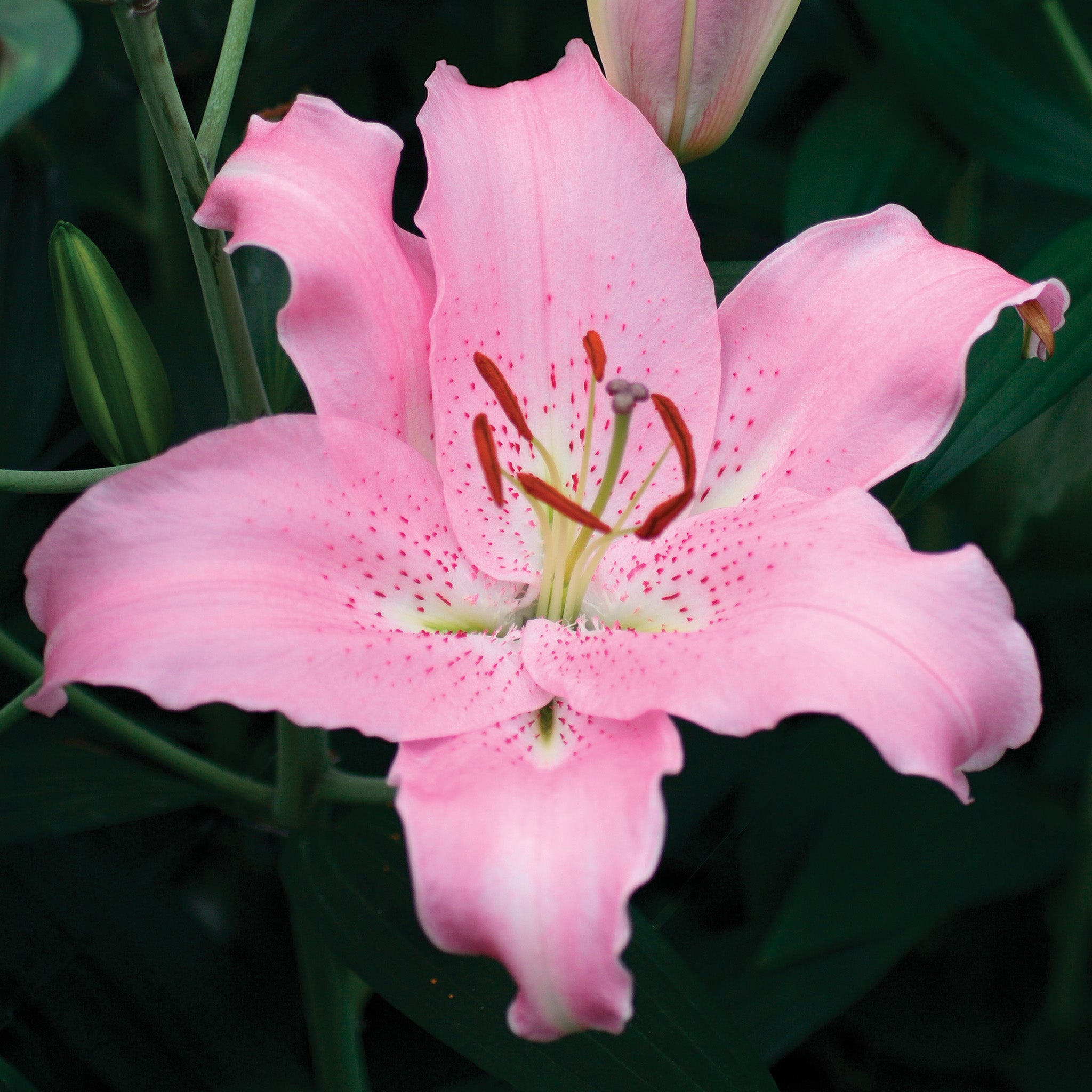 Lily, Oriental Hybrid, Josephine, 5 Pack