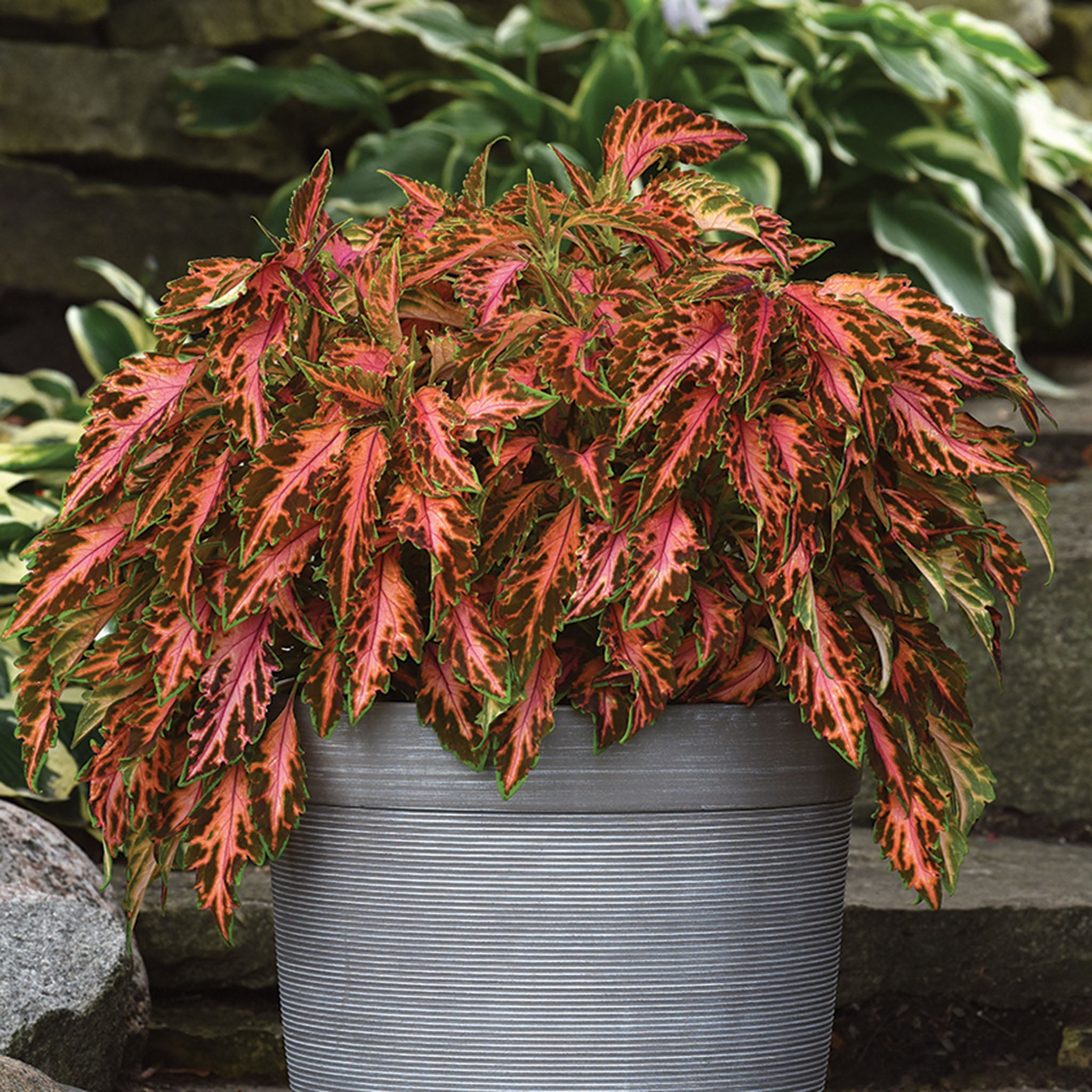 Coleus, Premium Sun Coral Candy