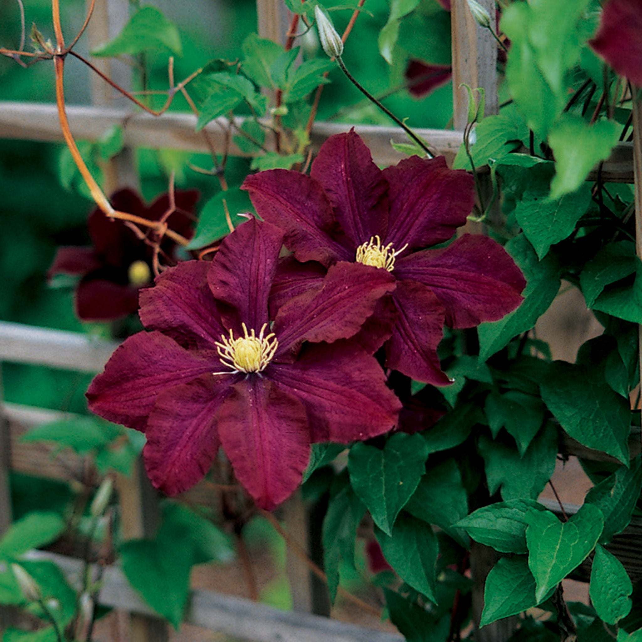 Clematis, Midnight Showers (Warsaw Nike)