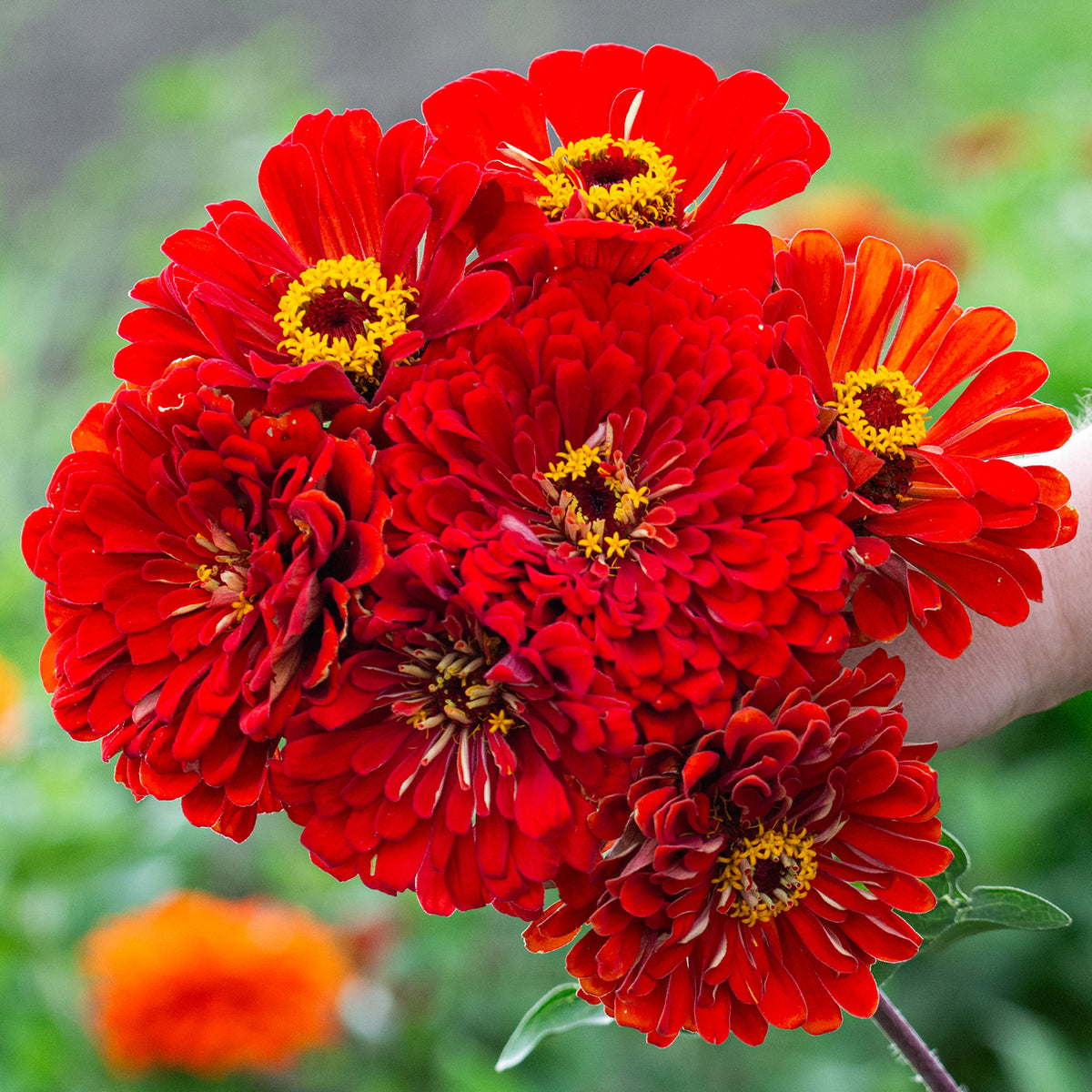 Zinnia, Super Giant Will Rogers