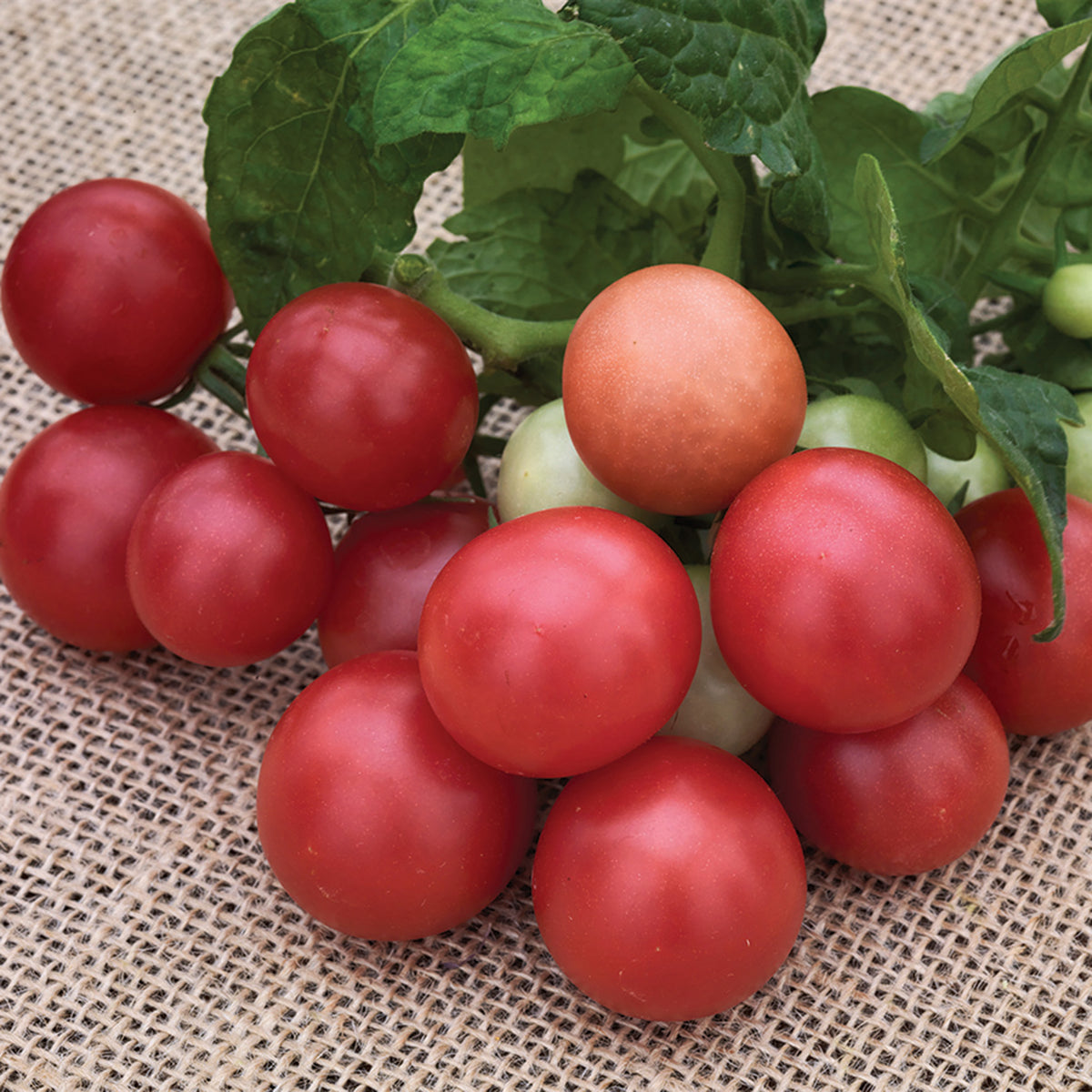 Tomato, Rosy Finch