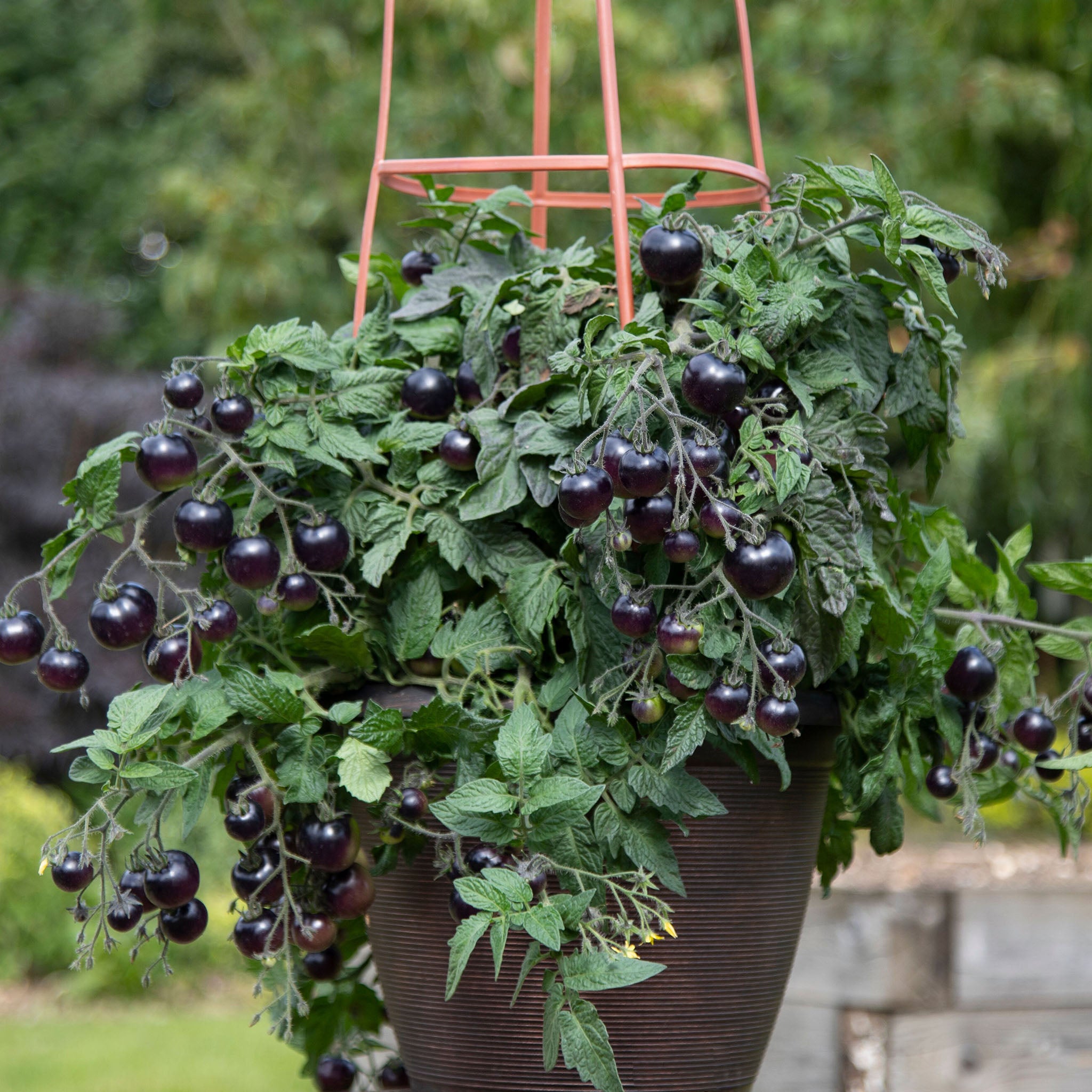 Tomato, Akoya Hybrid.