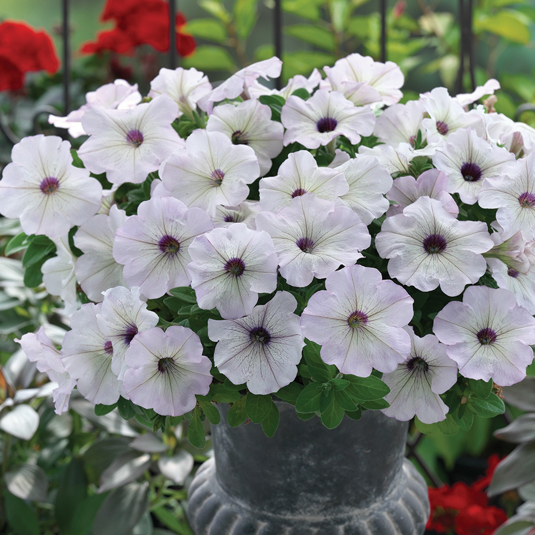 Petunia, Trilogy™ Silver Blotch Hybrid