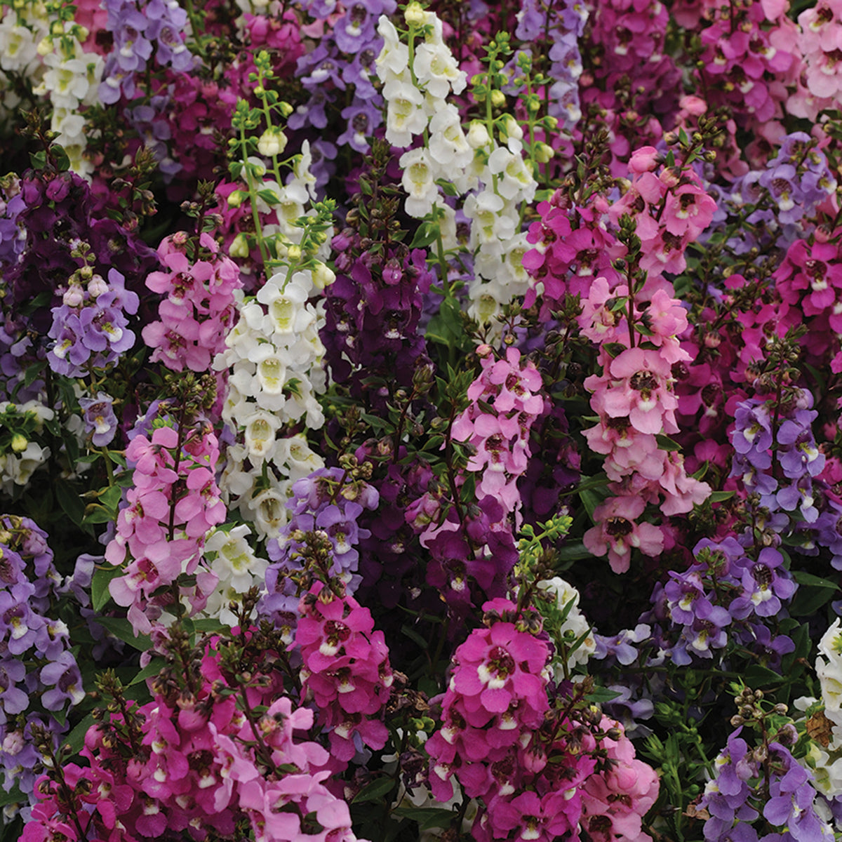 Angelonia, Serenita Mix Hybrid