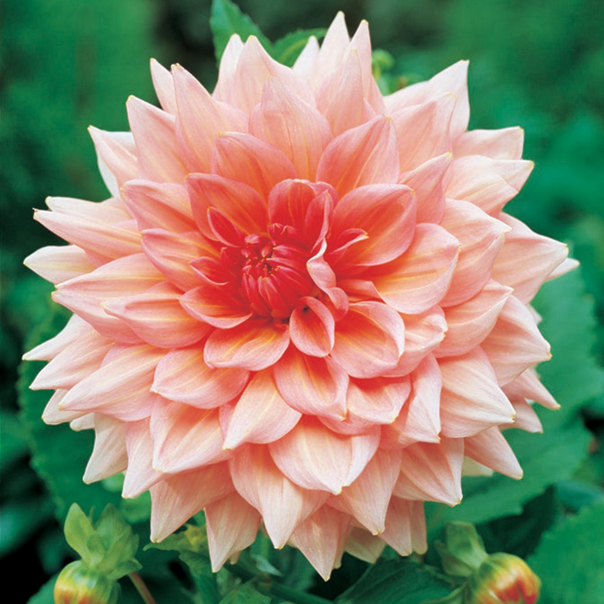 Dahlia, Otto's Thrill