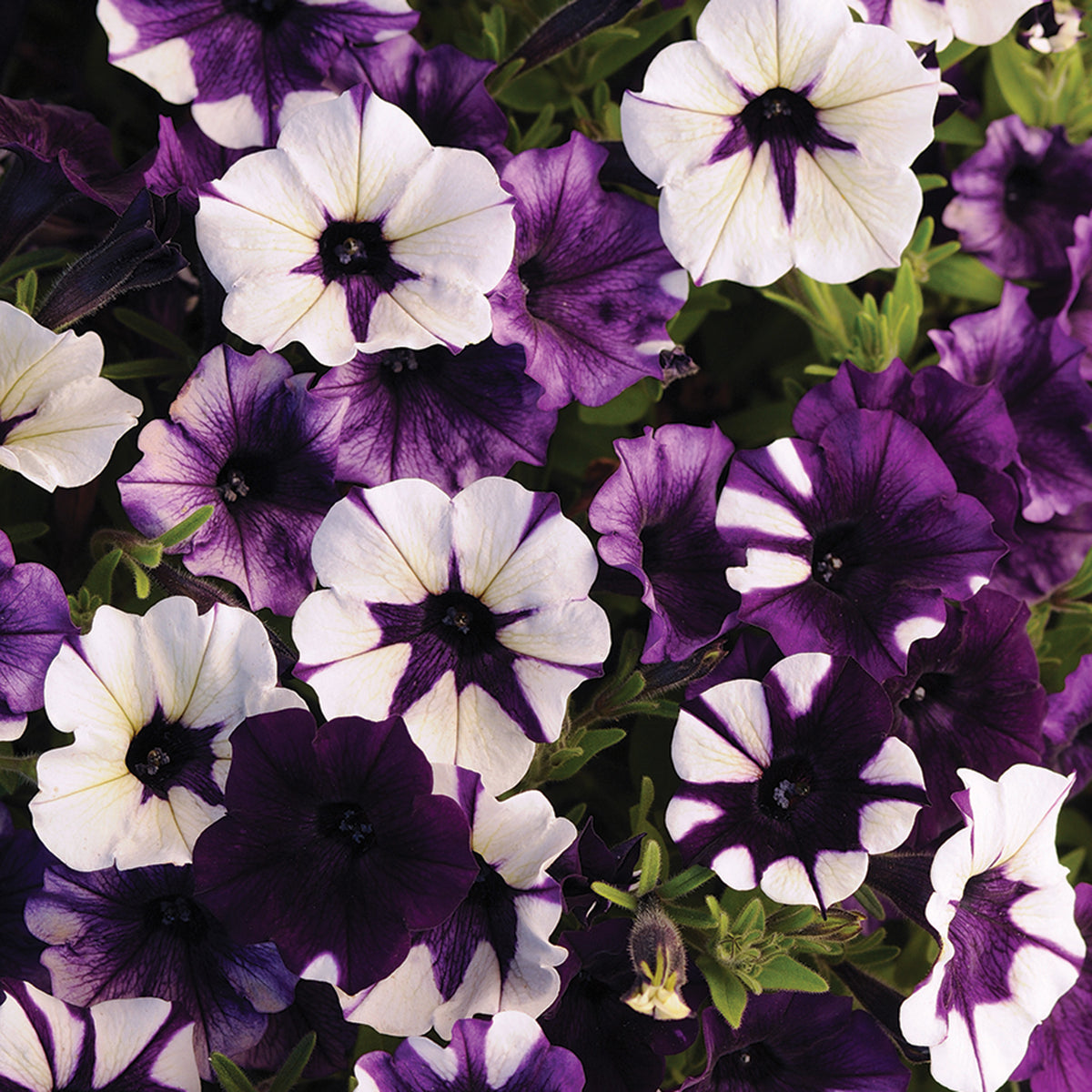 Petunia, Shock Wave® Purple Tie Dye Hybrid