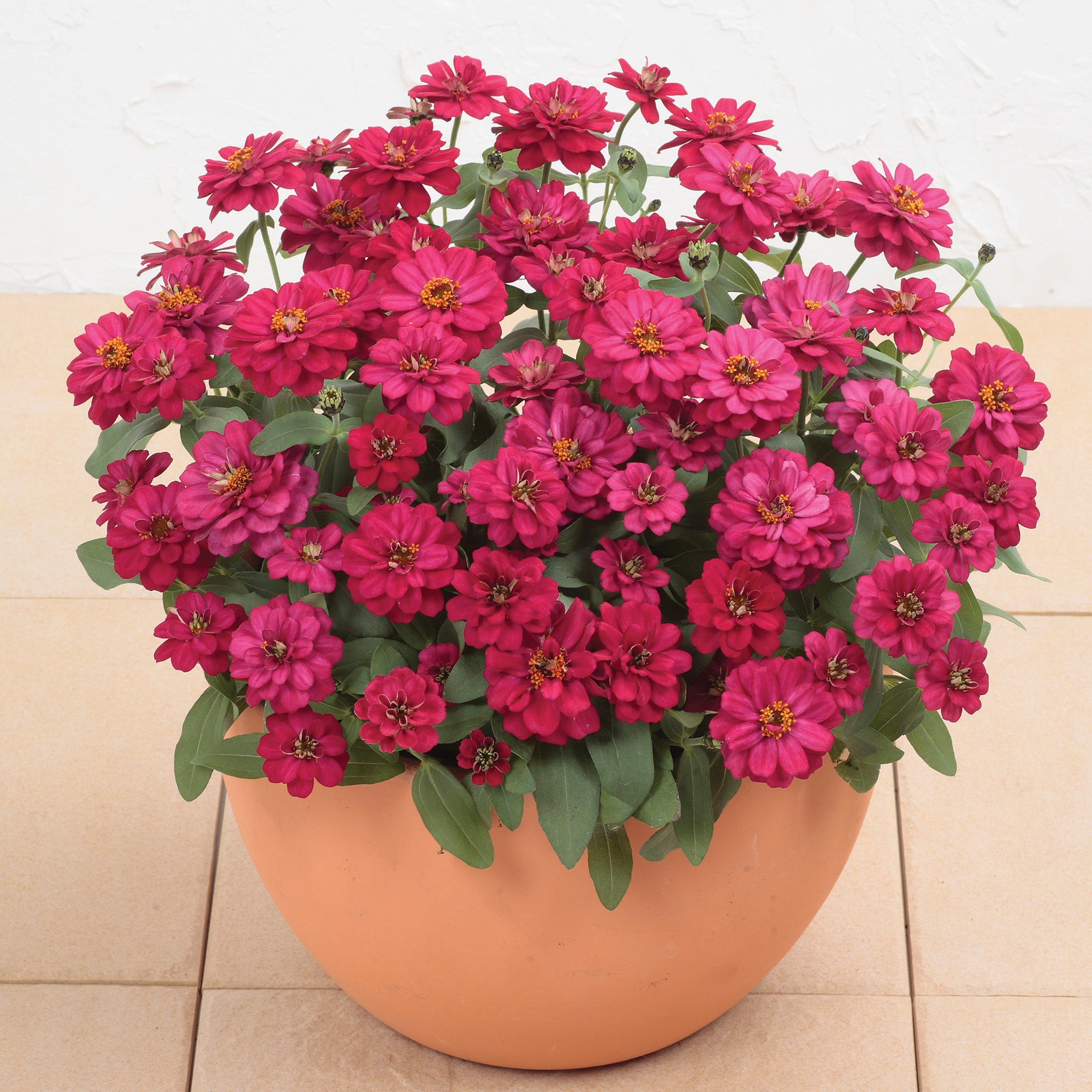 Zinnia, Profusion Double Hot Cherry Hybrid