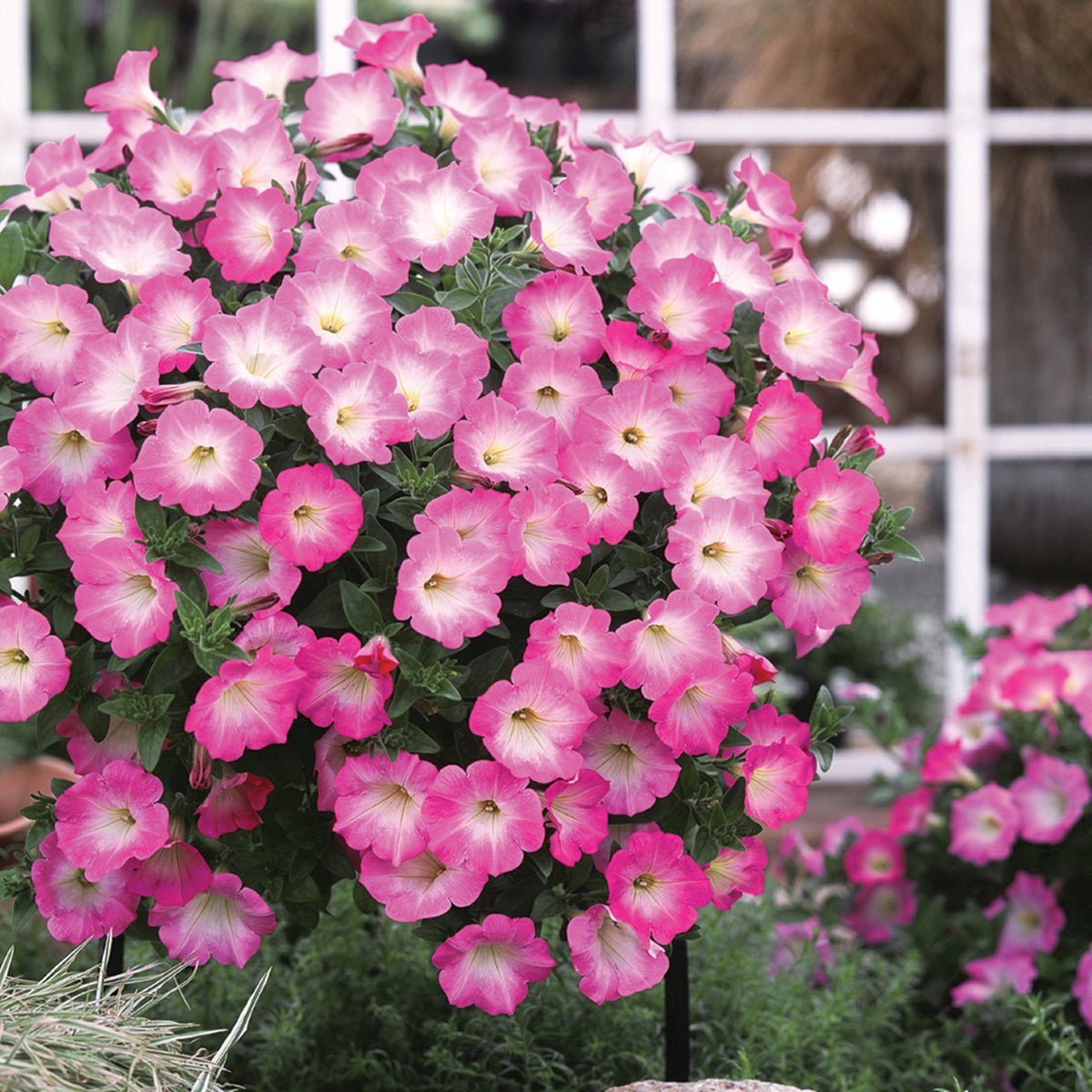 Petunia, Opera Supreme™ Pink Morn Hybrid