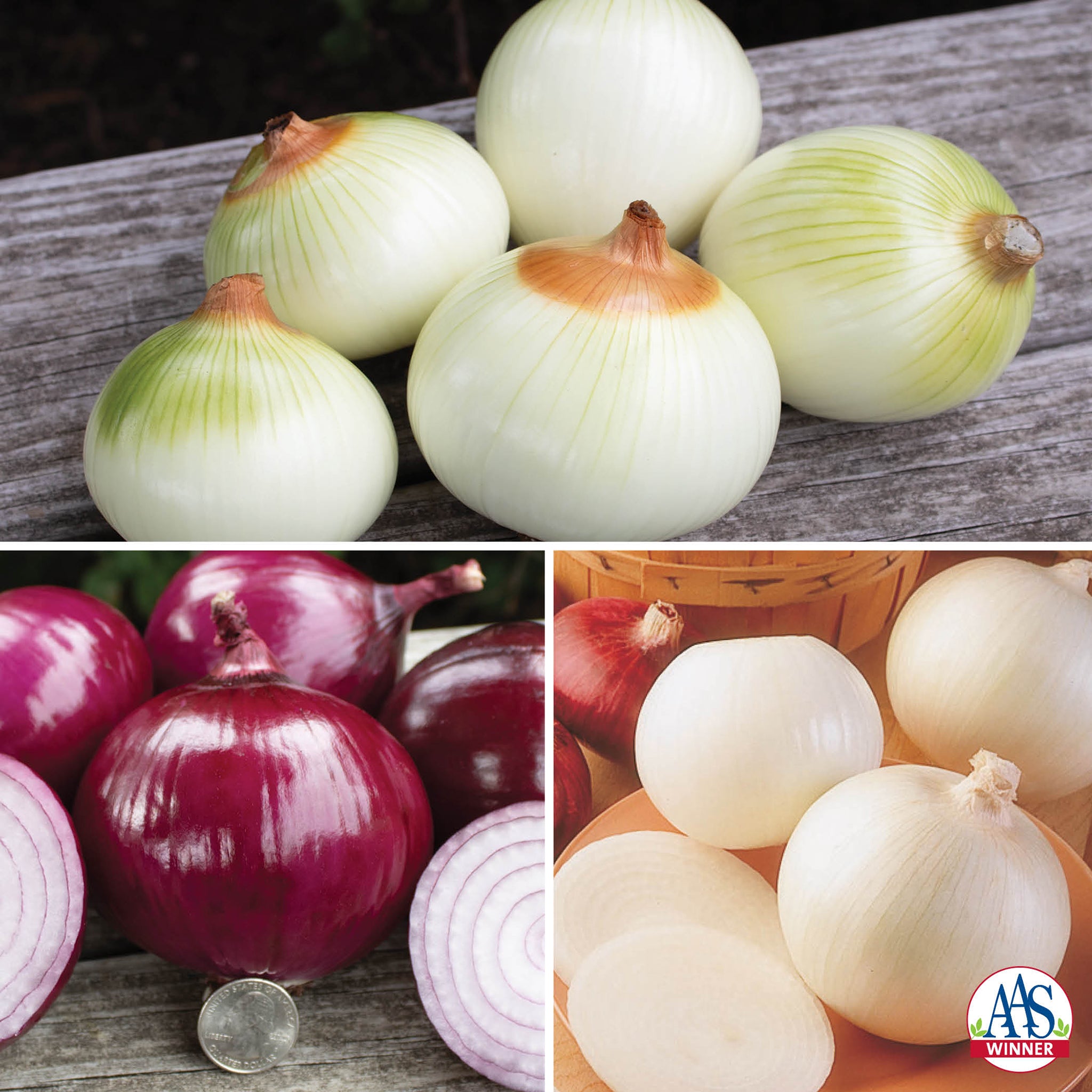 Tricolor Onion Plant Offer