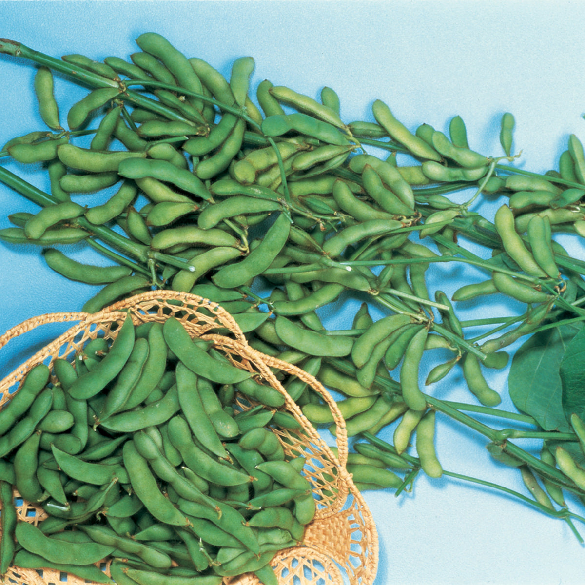 Soybean, Bush, BeSweet 292
