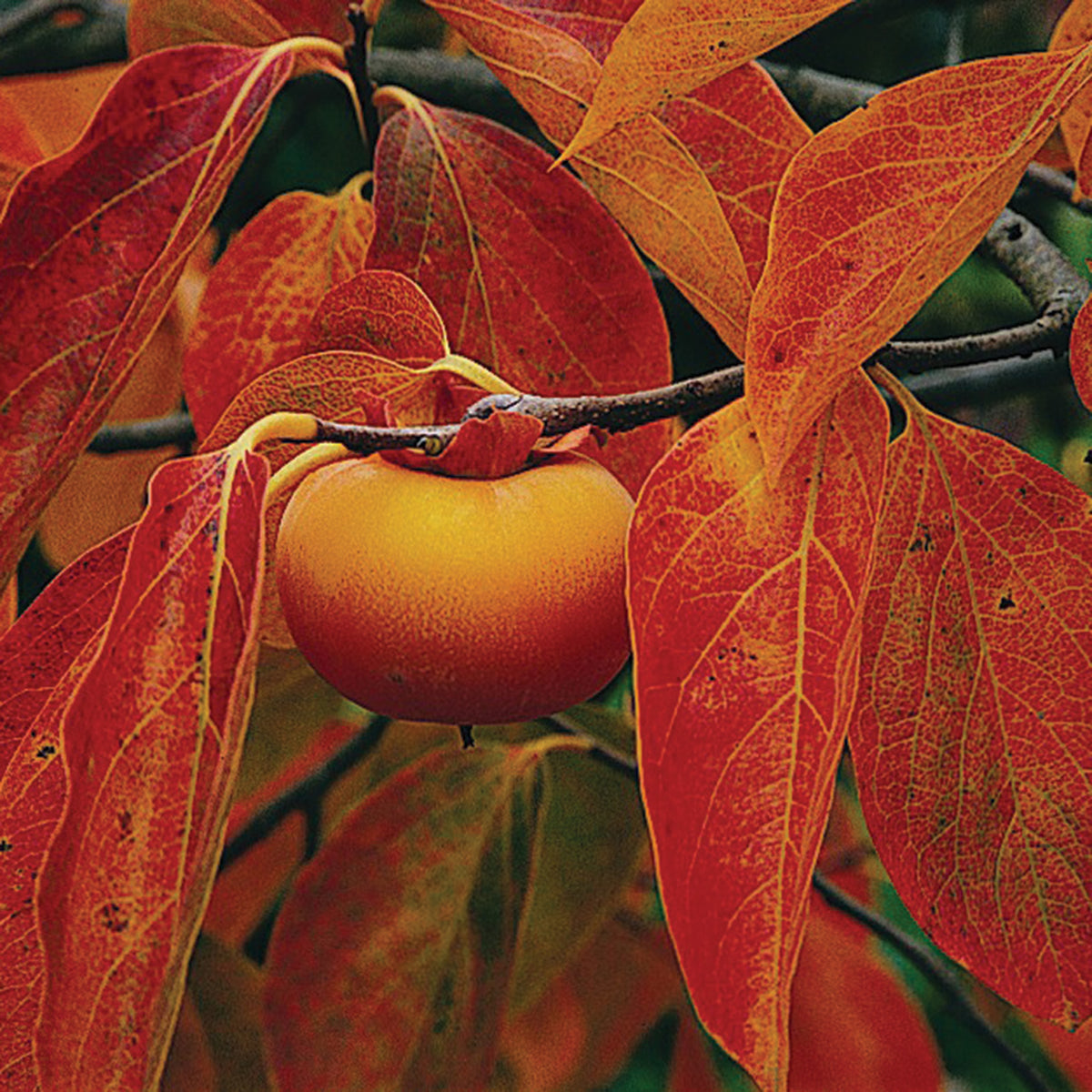 Persimmon, Nikita's Gift