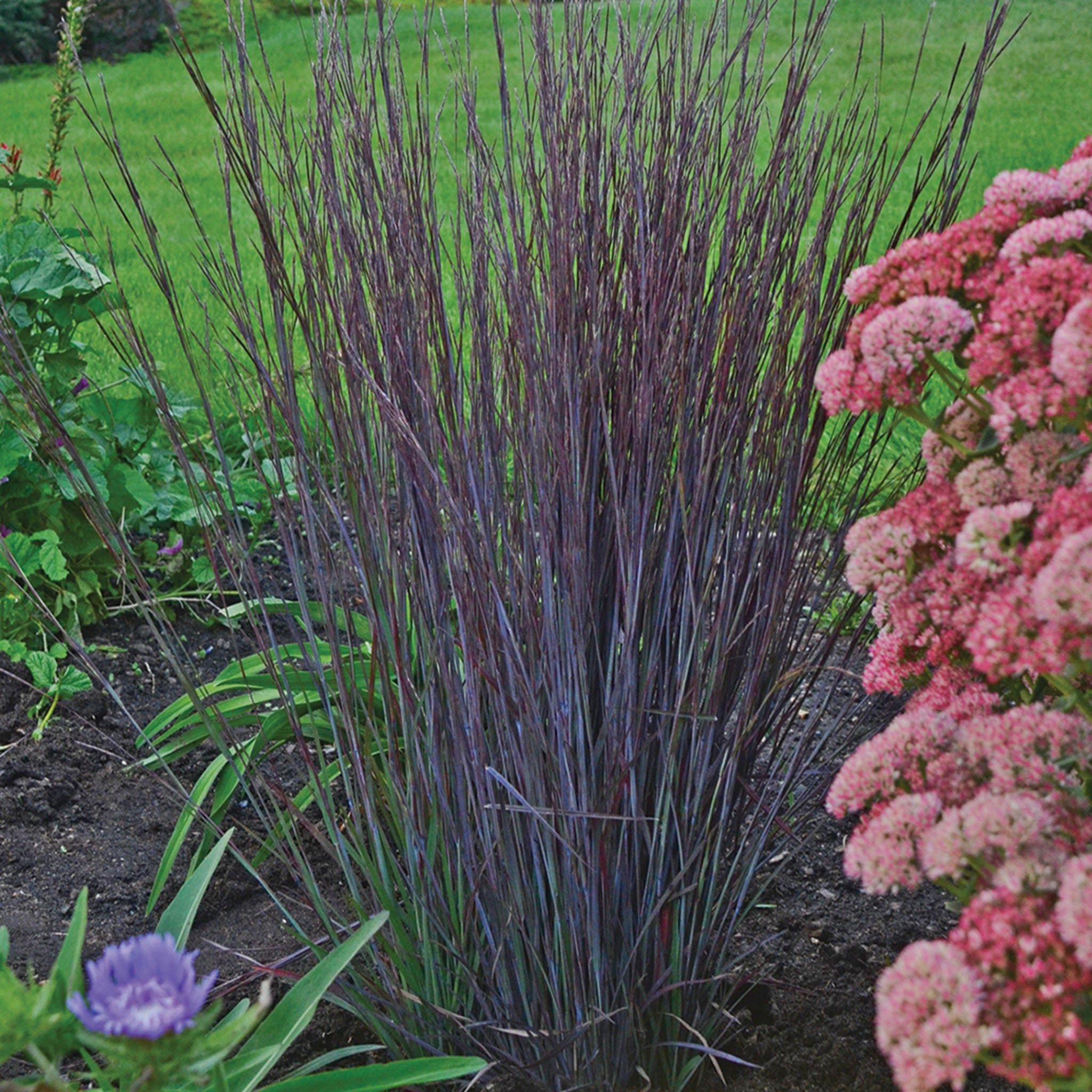 Grass, Smoke Signal Little Bluestem
