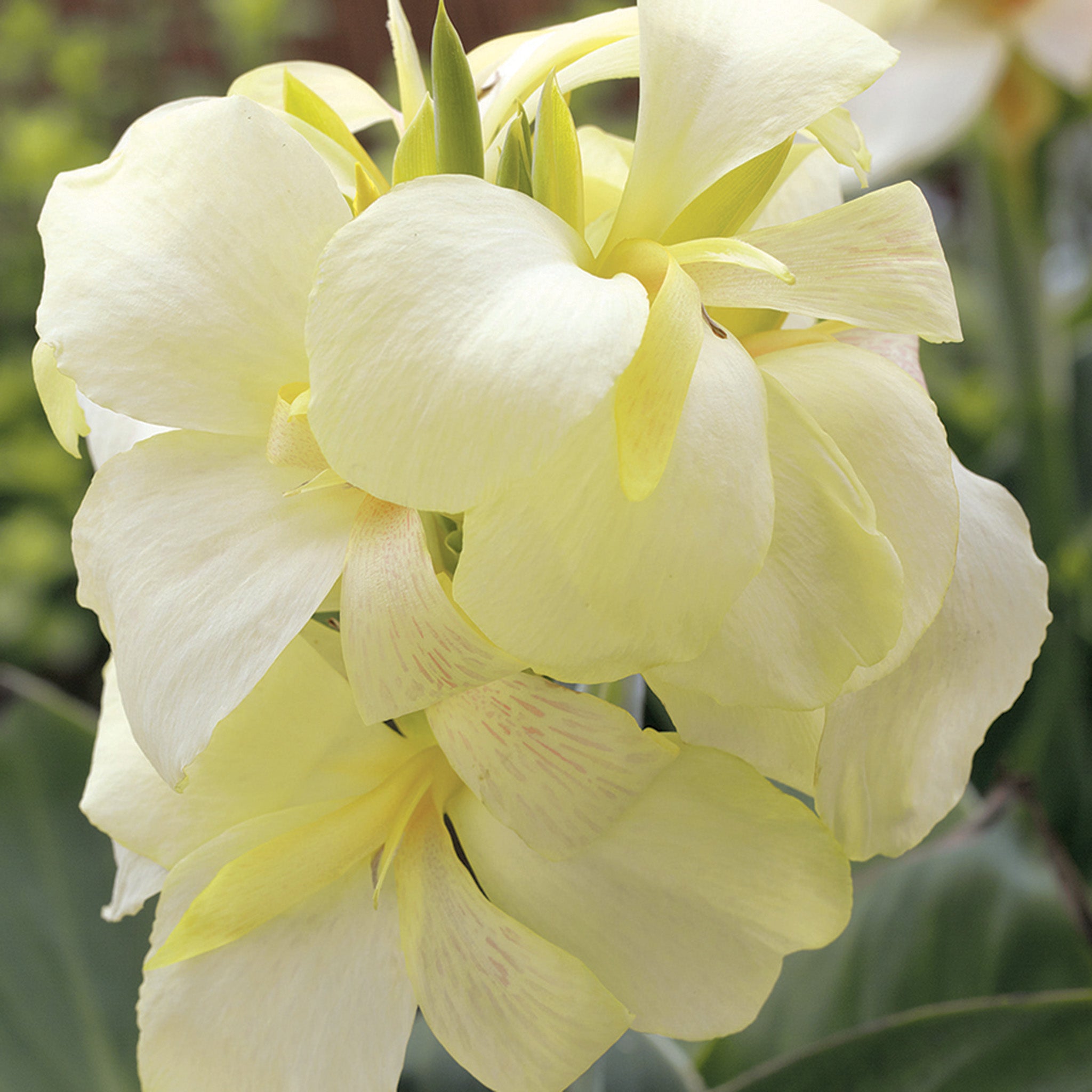 Canna, South Pacific™ Ivory Hybrid