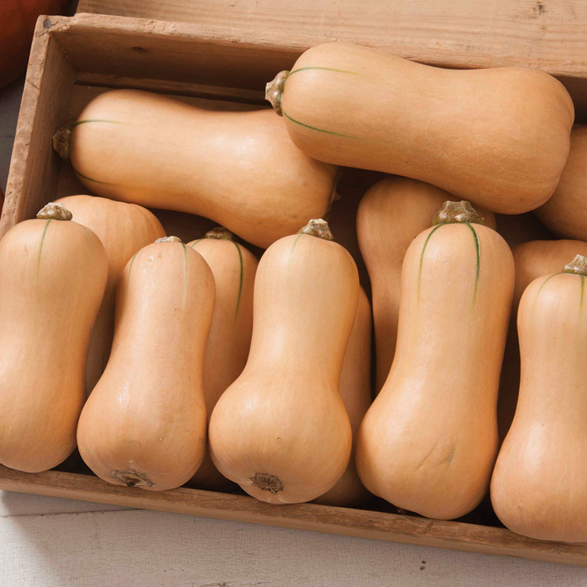 Squash, Winter, Butterscotch Hybrid