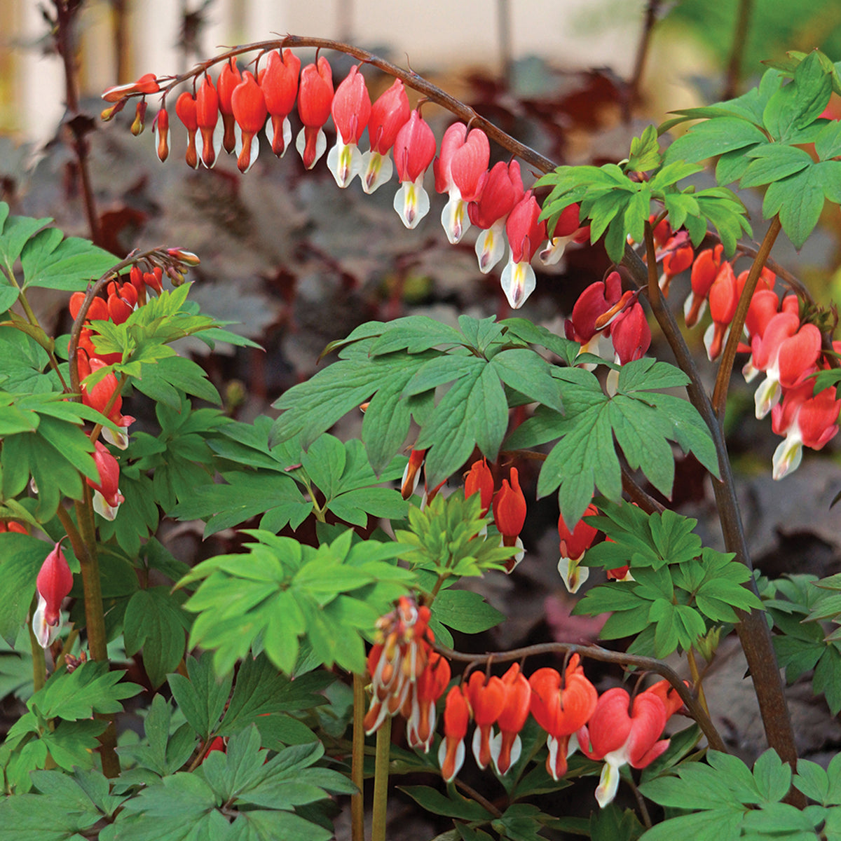 Bleeding Heart, Valentine®