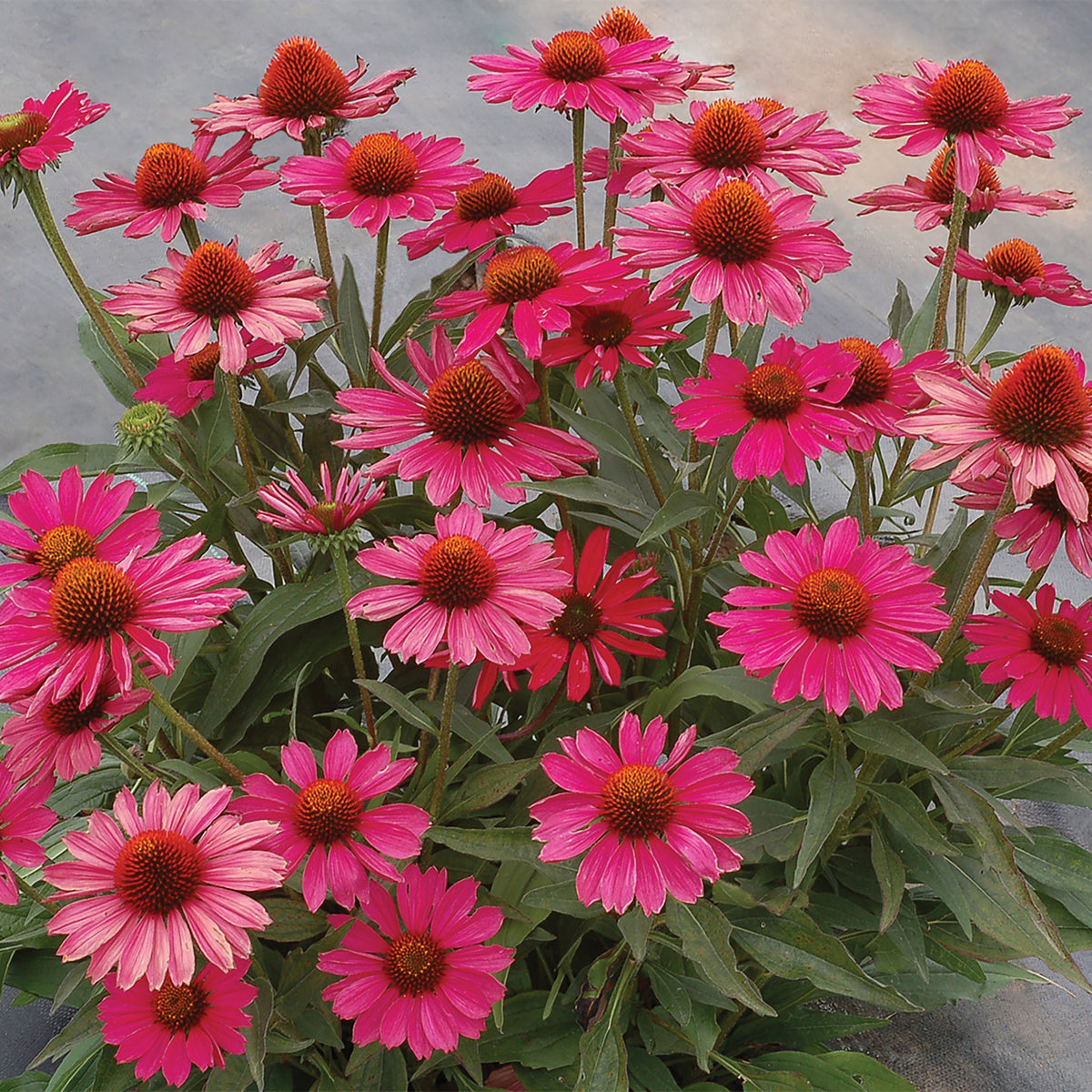 Echinacea, Kismet® Raspberry