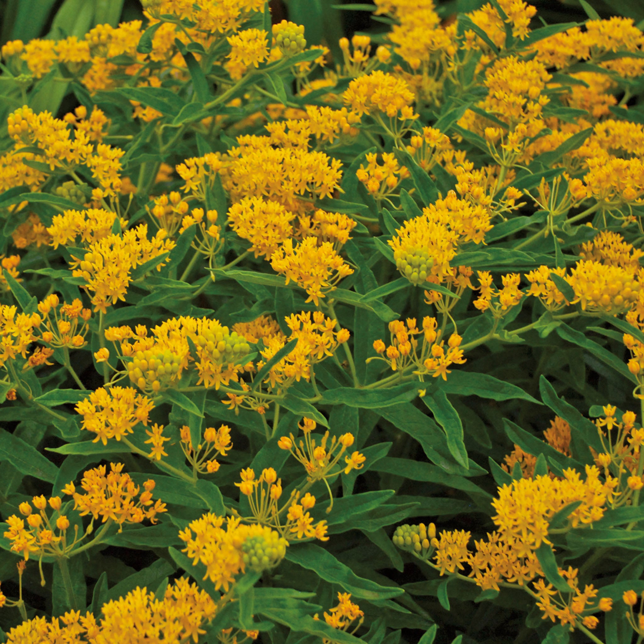 Butterfly Weed, Hello Yellow (Asclepias)
