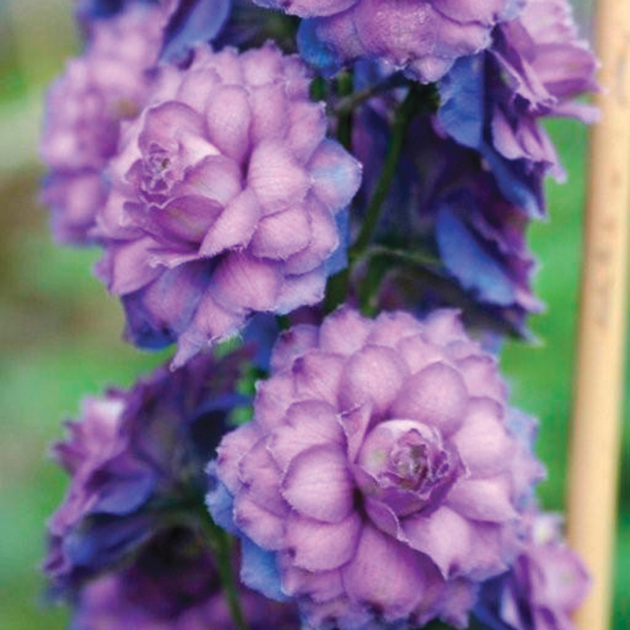 Delphinium, Highlander® Hybrid, Sweet Sensation