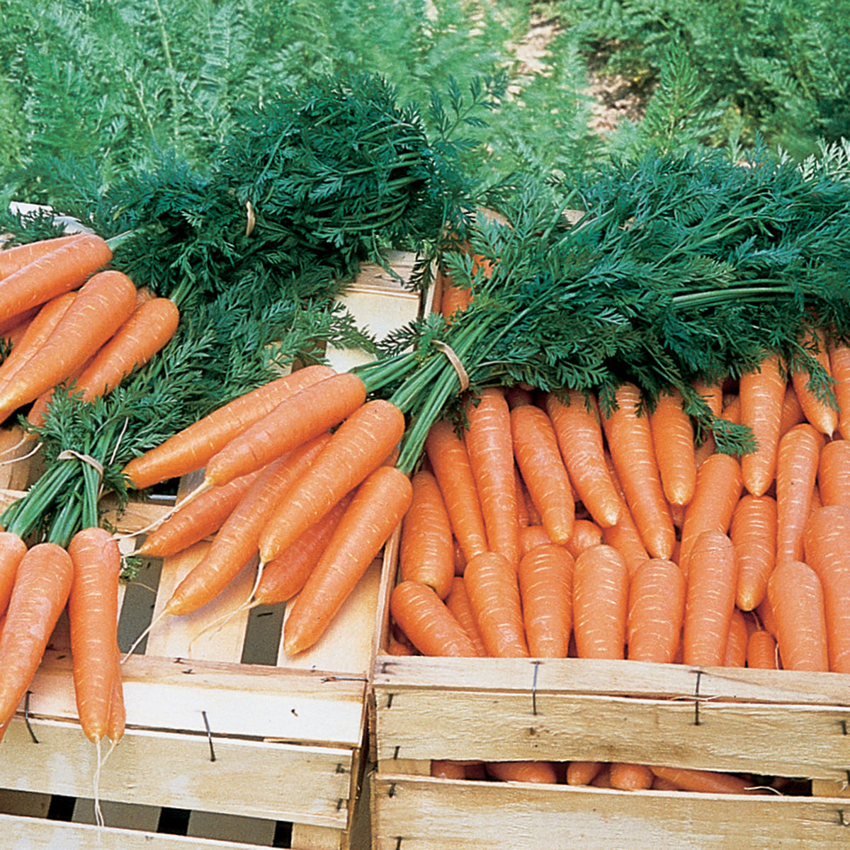 Carrot, Bolero Hybrid